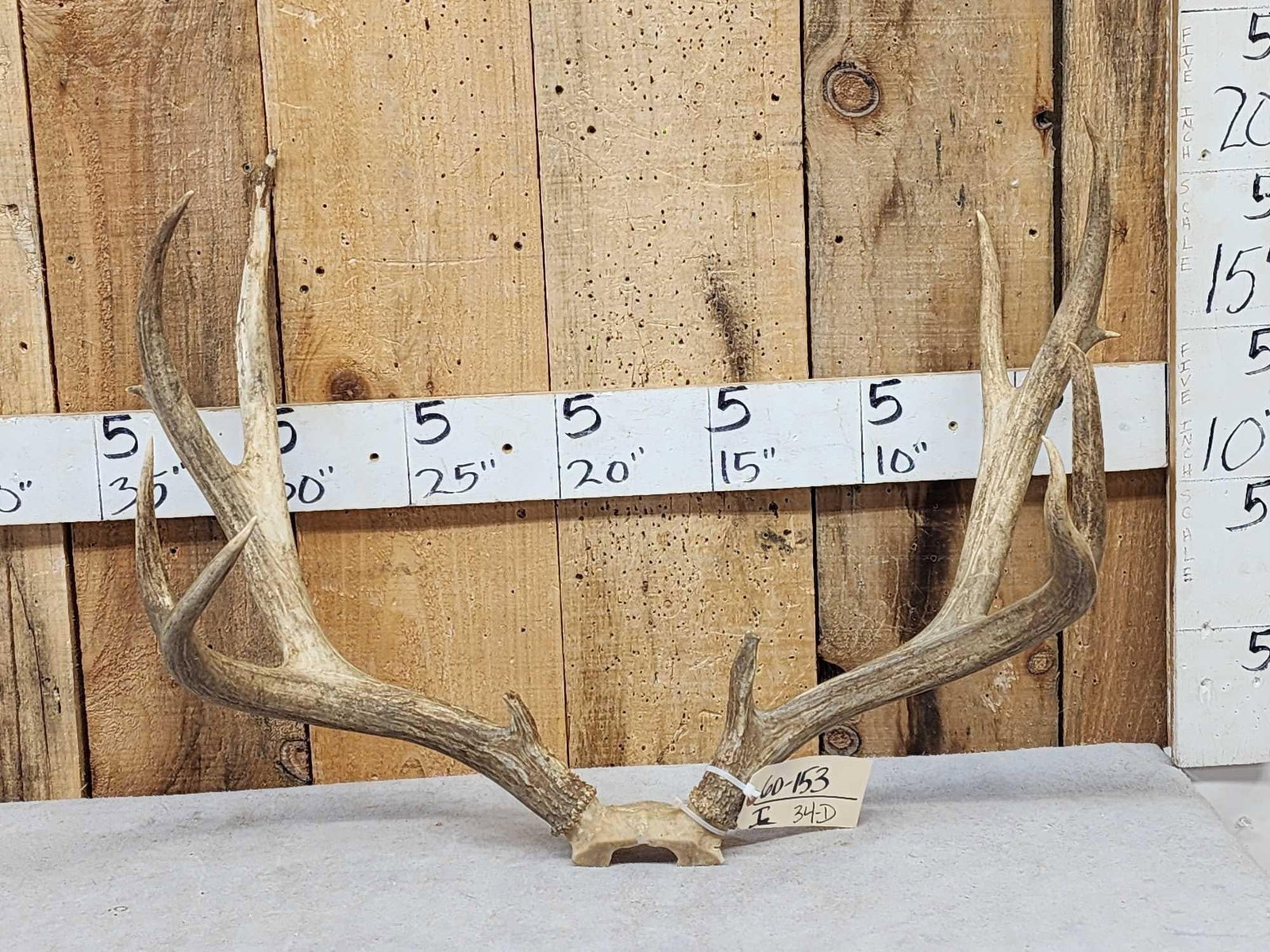 Big 5x5 Mule Deer Antlers On Skull Plate: 69.153 Great color 31" outside spread great look