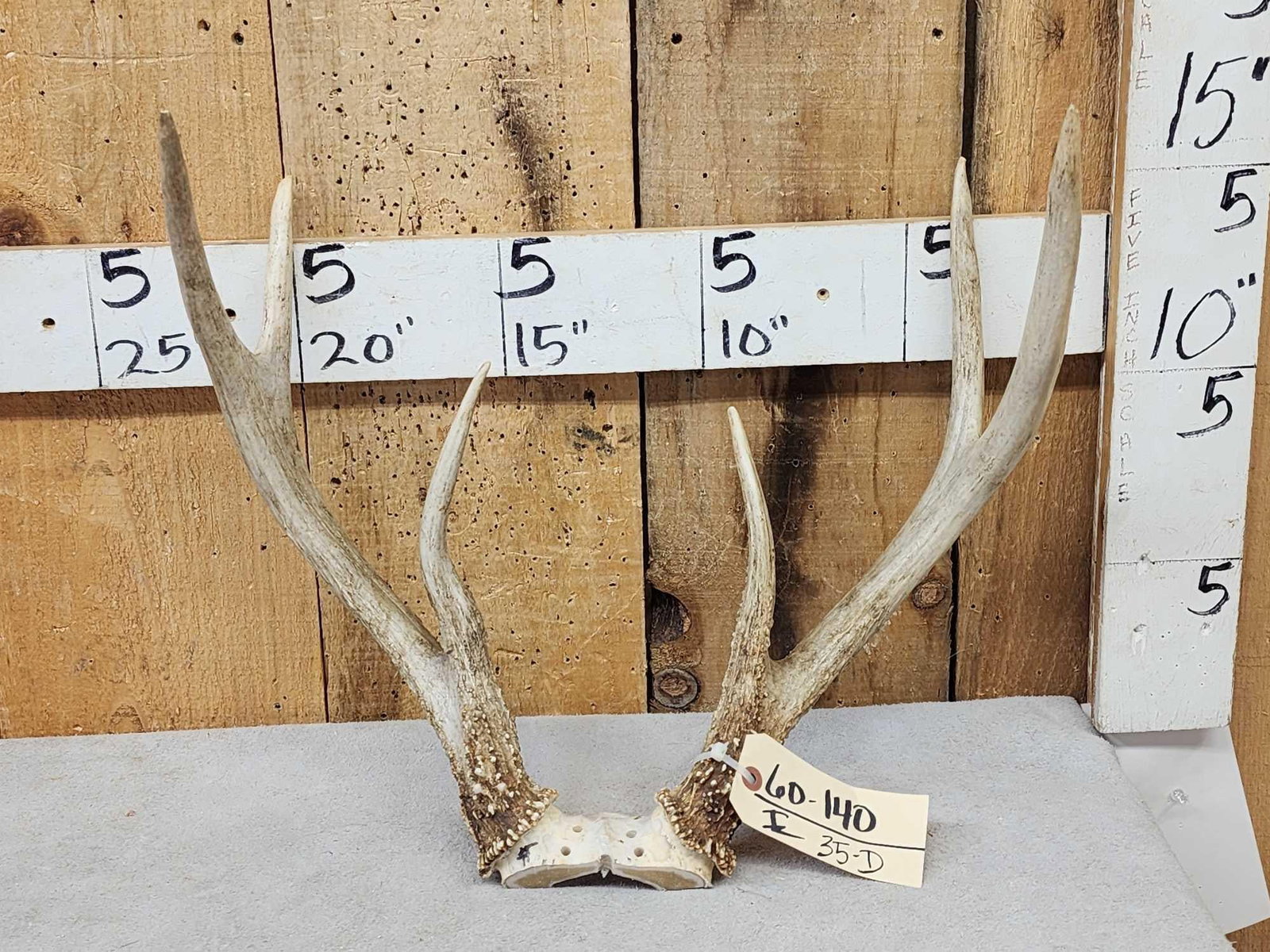 Unique 3x3 Whitetail Antlers On Skull Plate: 60.140 Great color heavy beading tall tines