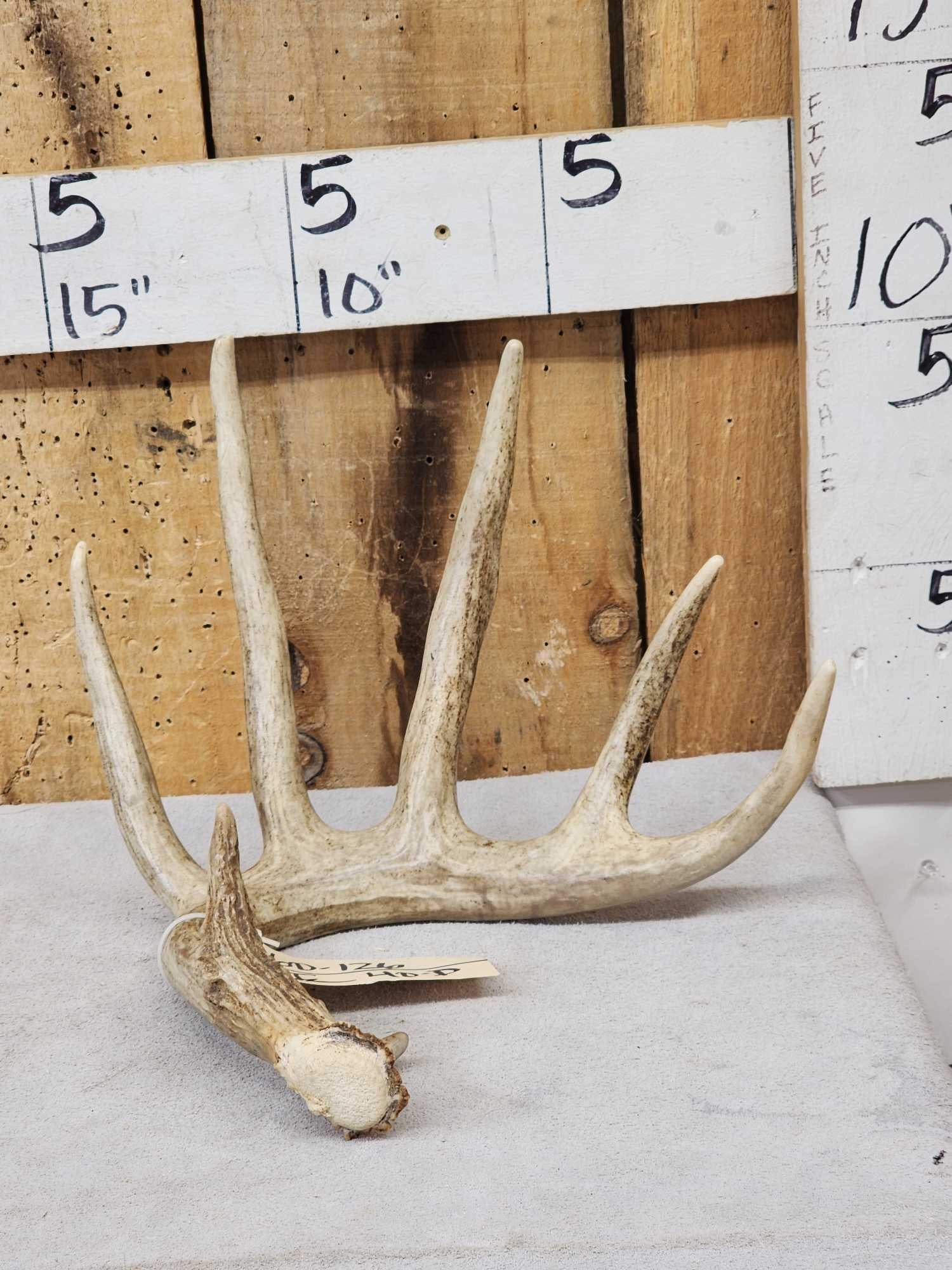 82" 6 Point Whitetail Shed Antler: 60.126 Great color no chews 2.3 lbs