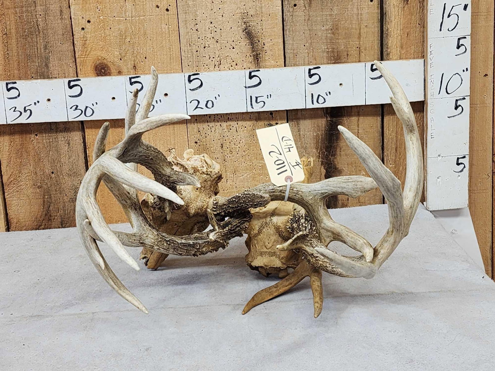 2 Sets Of Locked Whitetail Antlers On Skulls (1 of 13)