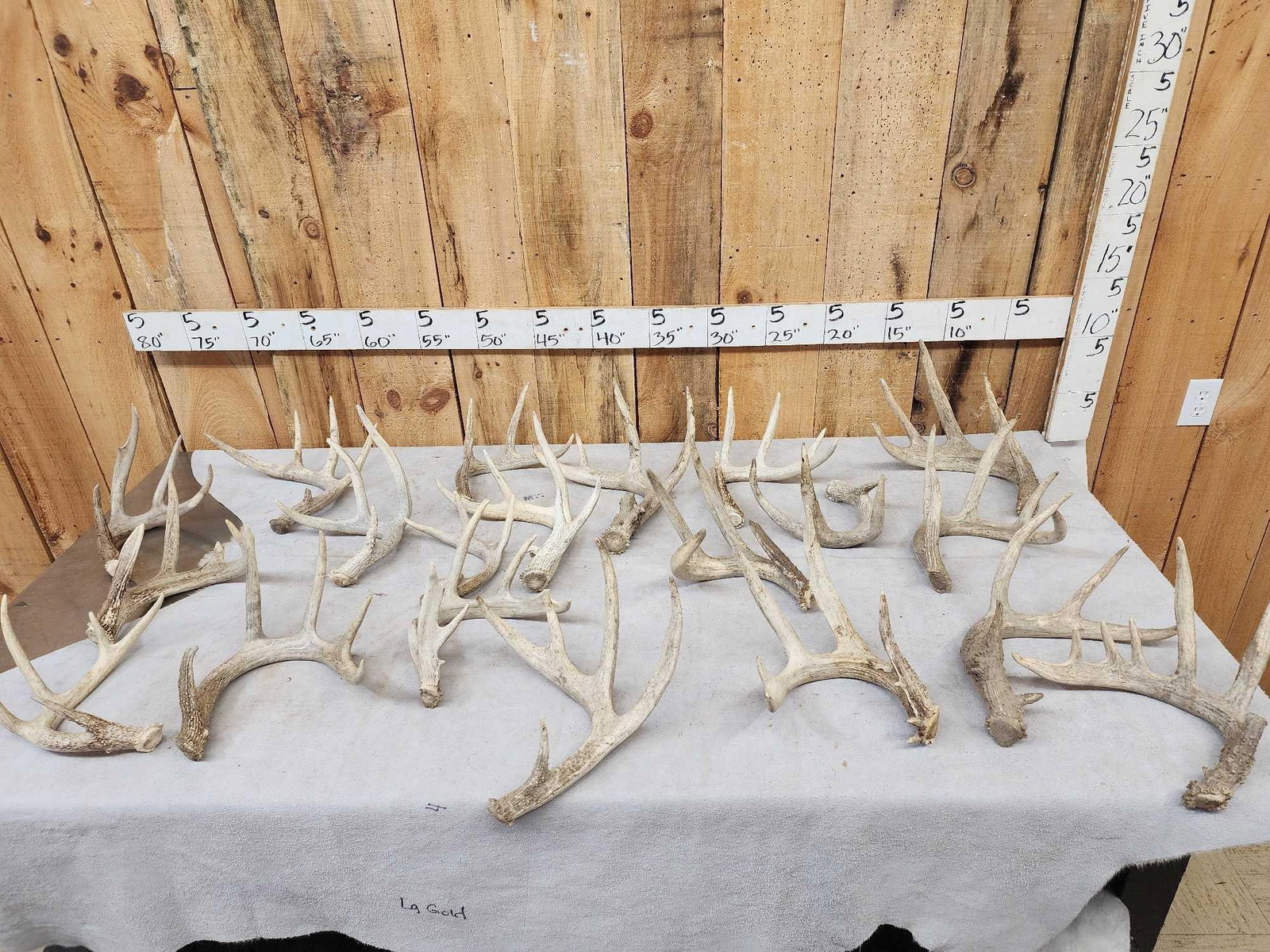 31 Lbs Of Wild Whitetail Shed Antlers: 110.3 Some bigger sheds in this lot no chews These have been sitting in a barn for a while just need to be hosed off the one pictured by itself we just hit it with the hose 20 pcs