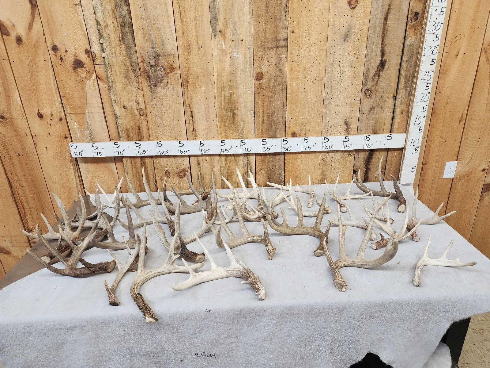 32.9 Lbs Of Whitetail Shed Antlers: 69.169 Some good color in this lot with a good variety of sizes with just a few chews but not many 34 pcs