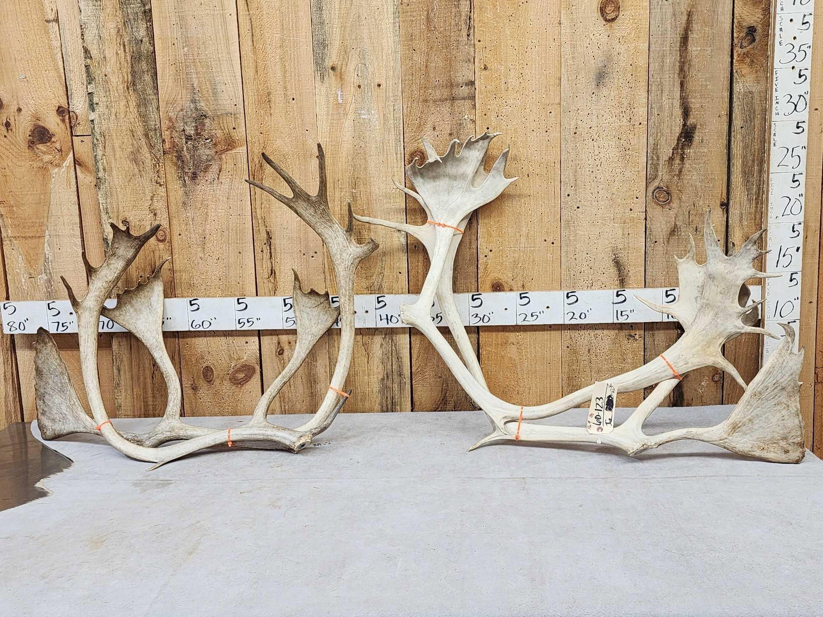 16.9 Lbs Of Caribou Antlers: 60.123 Great for crafts or decor one set previously mounted
