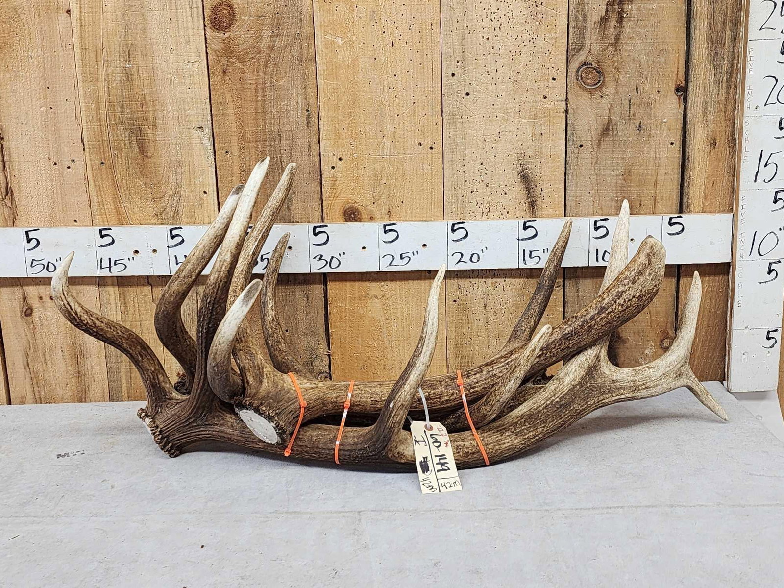 22.2 Lbs Of Elk Antler (1 of 4)