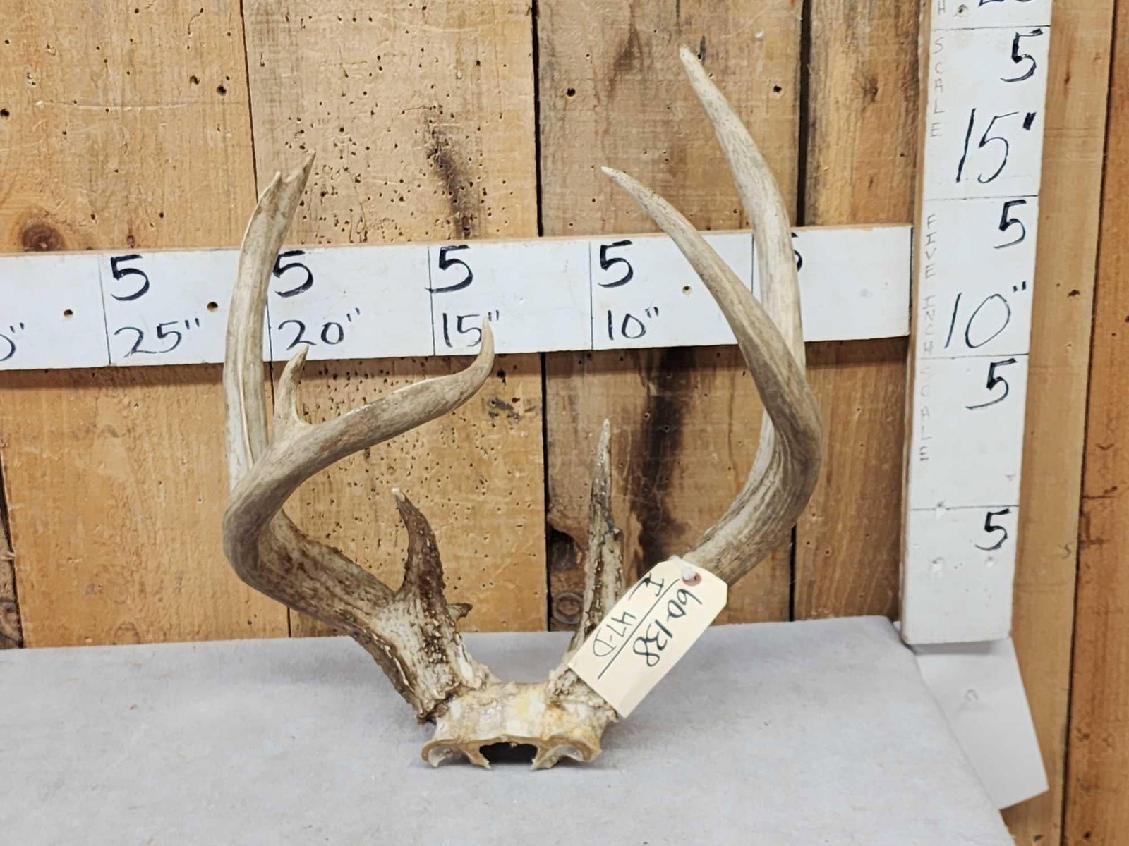 BIG 3x4 Whitetail Antlers On Skull Plate: 60.138 Heavy mass throughout well over 11" 12" g2s 5lbs