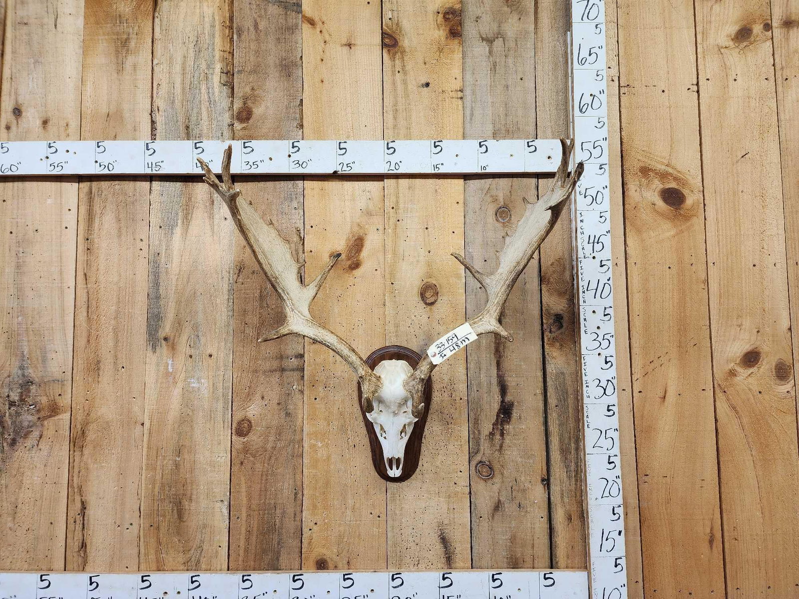 Big Fallow Deer Antlers On Skull: 33.159 Great color big palms nice piece