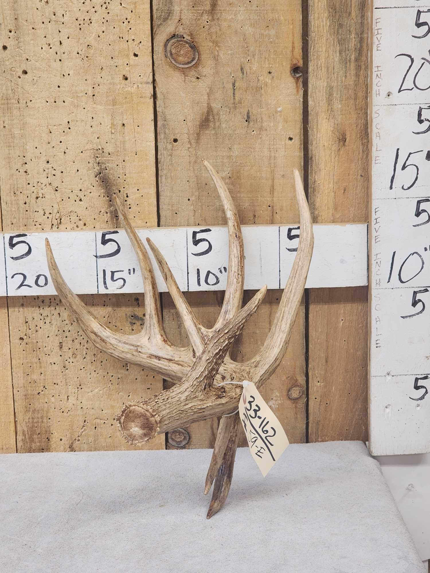 Big Main Frame 5 Point Double Droptine Whitetail Shed Antler: 33.162 Texas shed great look color added