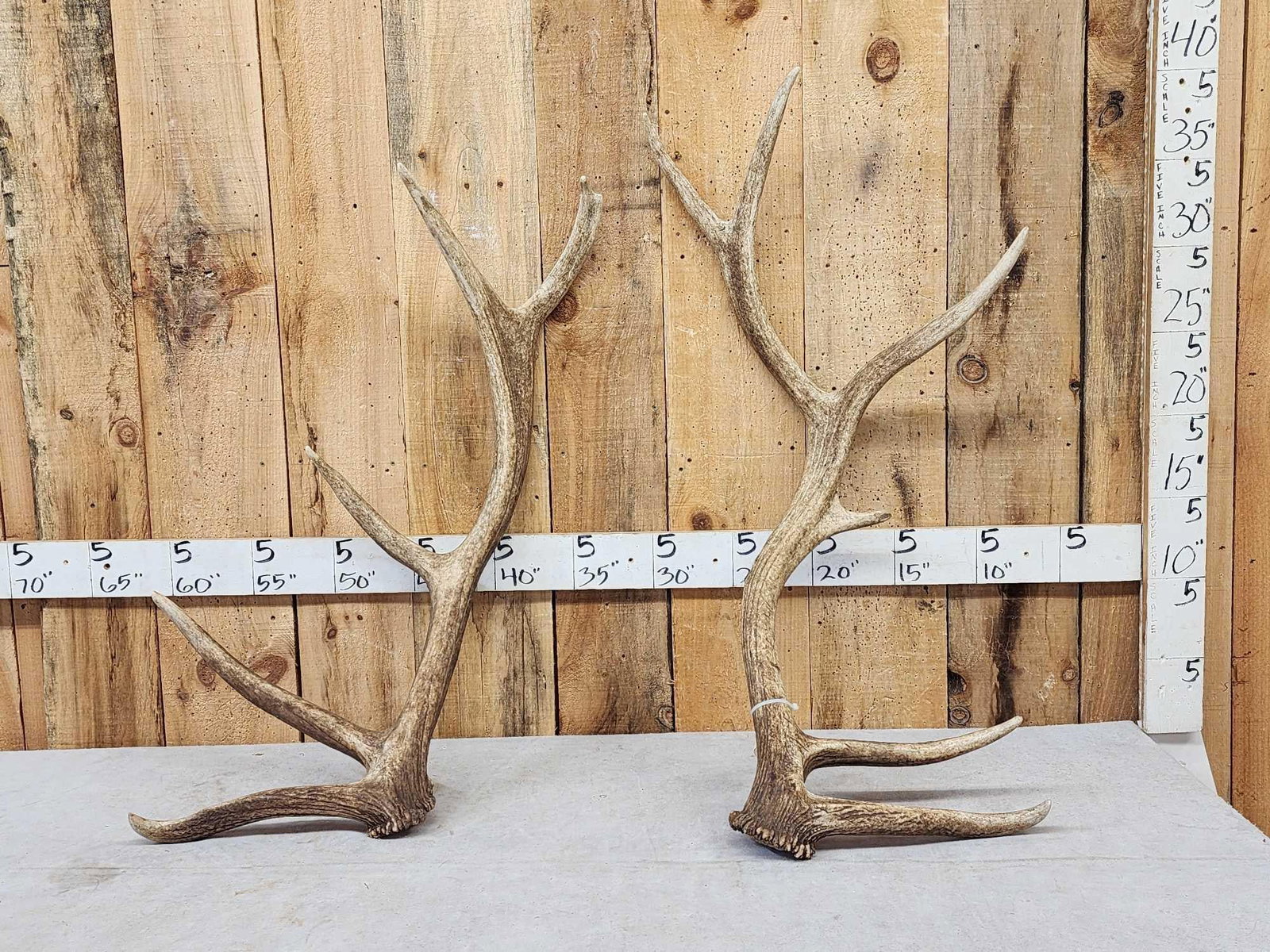 19.1 Lbs Of Elk Shed Antlers: 60.150 Good color great for crafts or decor