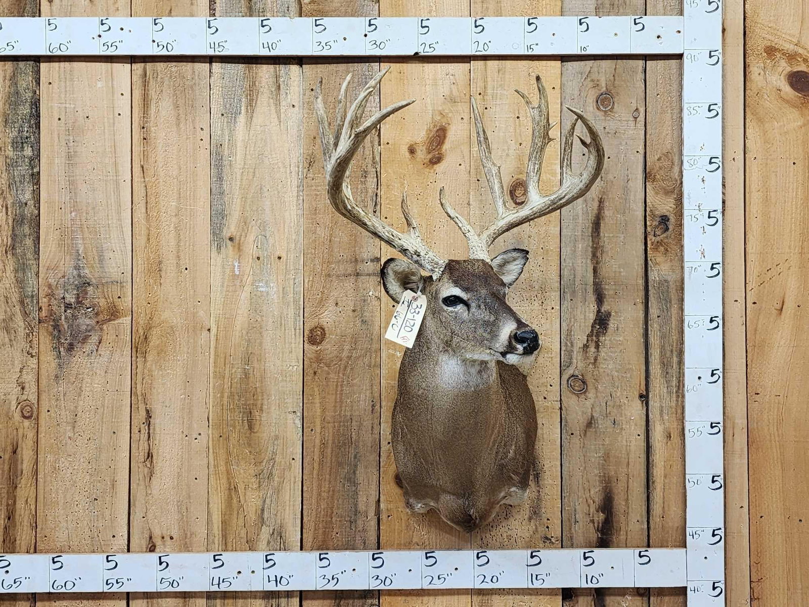 Monster 6x6 Whitetail Shoulder Mount Taxidermy (1 of 4)