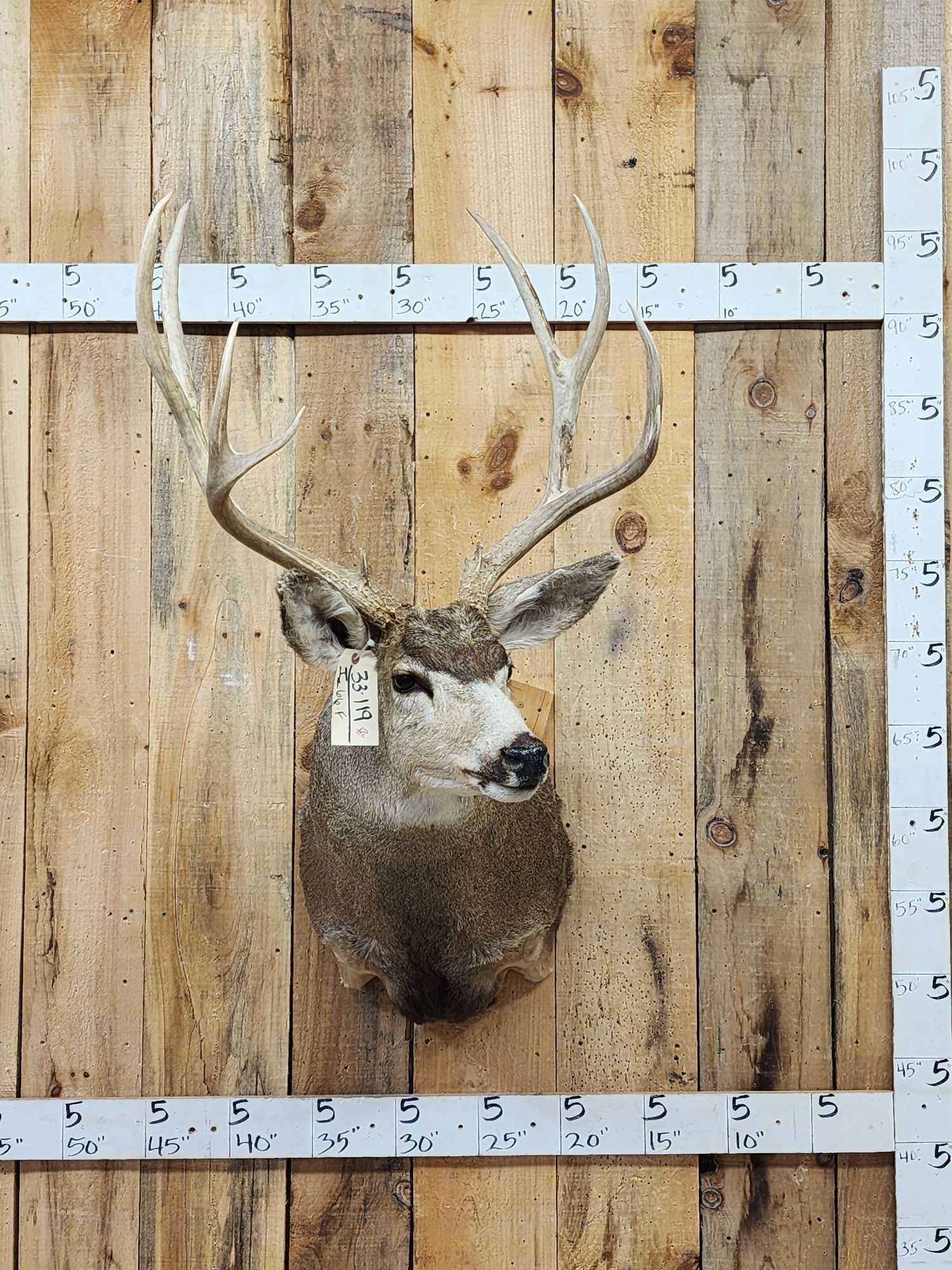Big 5x5 Mule Deer Shoulder Mount Taxidermy: 33.119 Tall tines great look
