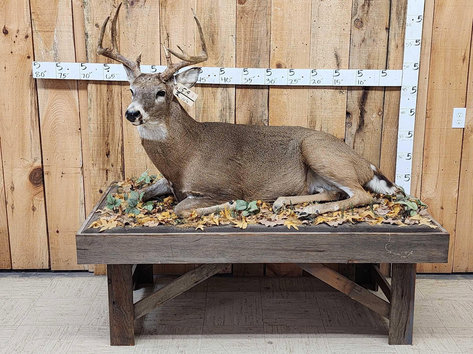 4x5 Whitetail Full Body Taxidermy Mount (1 of 8)