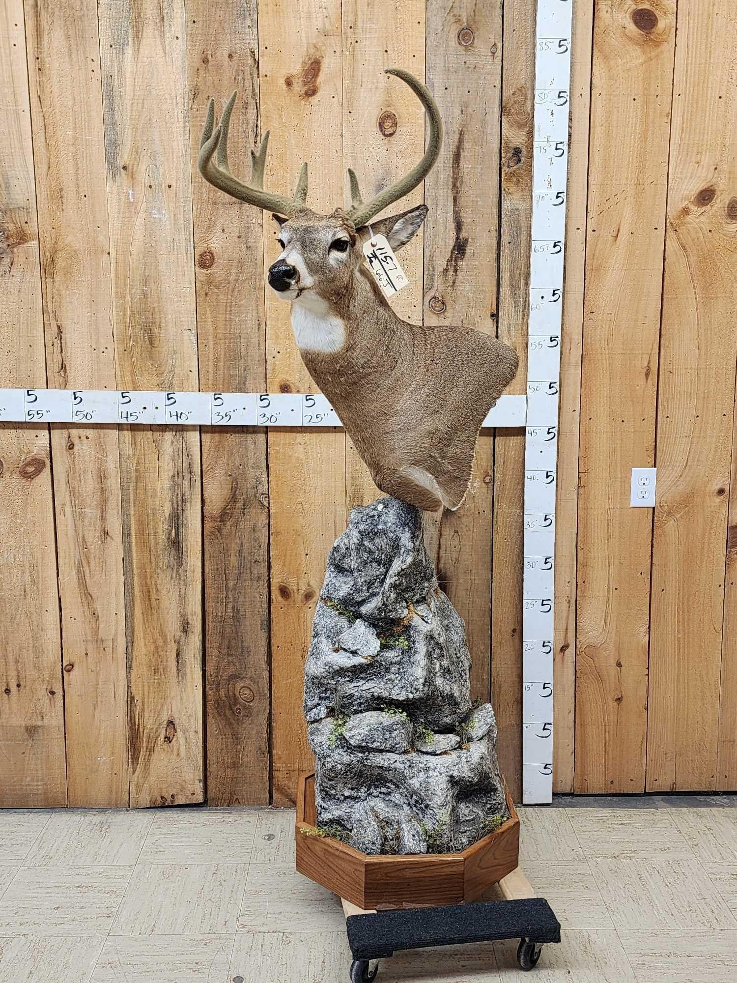 Whitetail In Velvet Pedestal Taxidermy Mount: 115.7 Great look nicely done cutaway mount on awesome pedestal mount comes off for easy transport