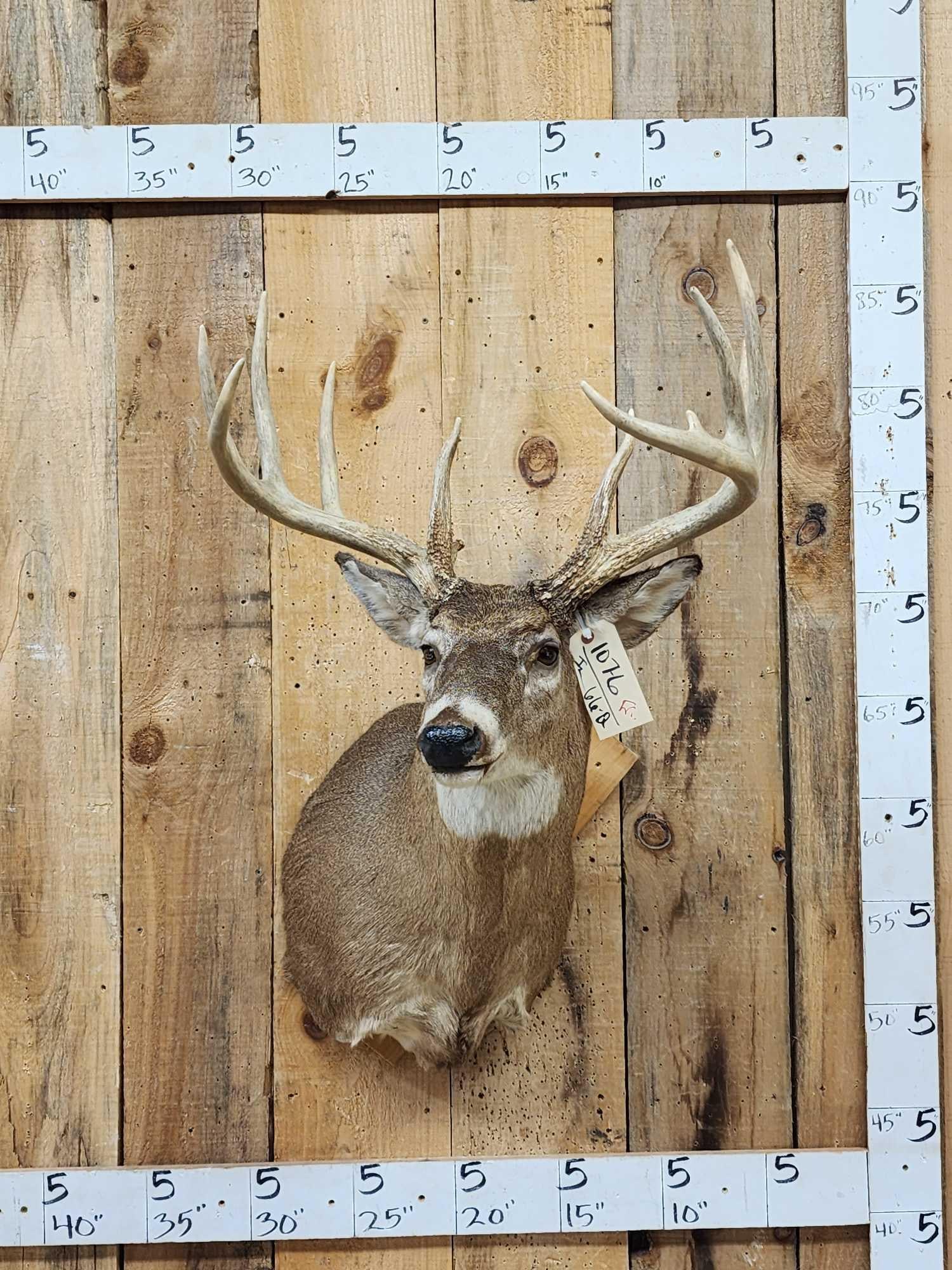 4x5 Whitetail Shoulder Mount Taxidermy: 107.6 Nice clean mount
