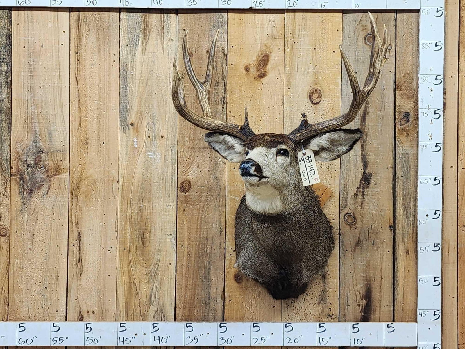 5x5 Mule Deer Shoulder Mount Taxidermy (1 of 4)