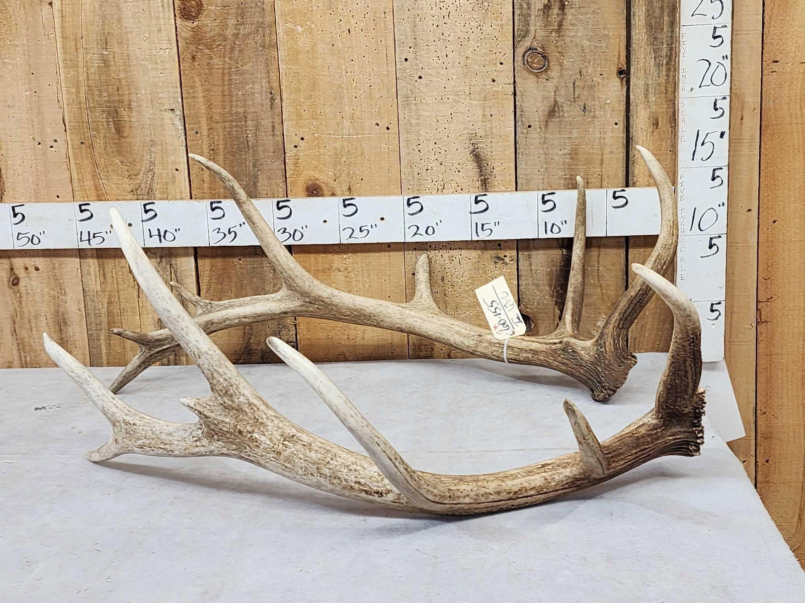 17 Lbs Of Elk Shed Antlers: 69.155 Good color great for crafts decor or dog chews