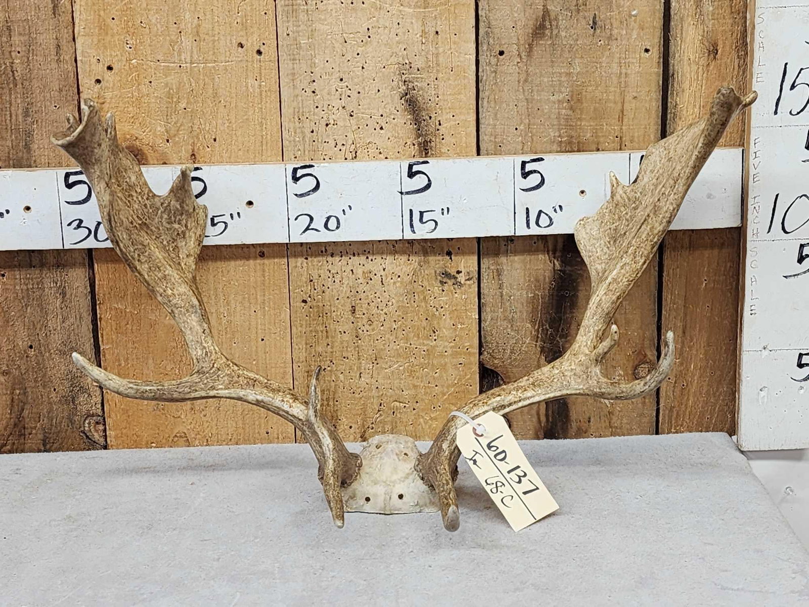 Set Of Fallow Deer Antlers On Skull Plate: 60.137 Great color folded palm unique piece