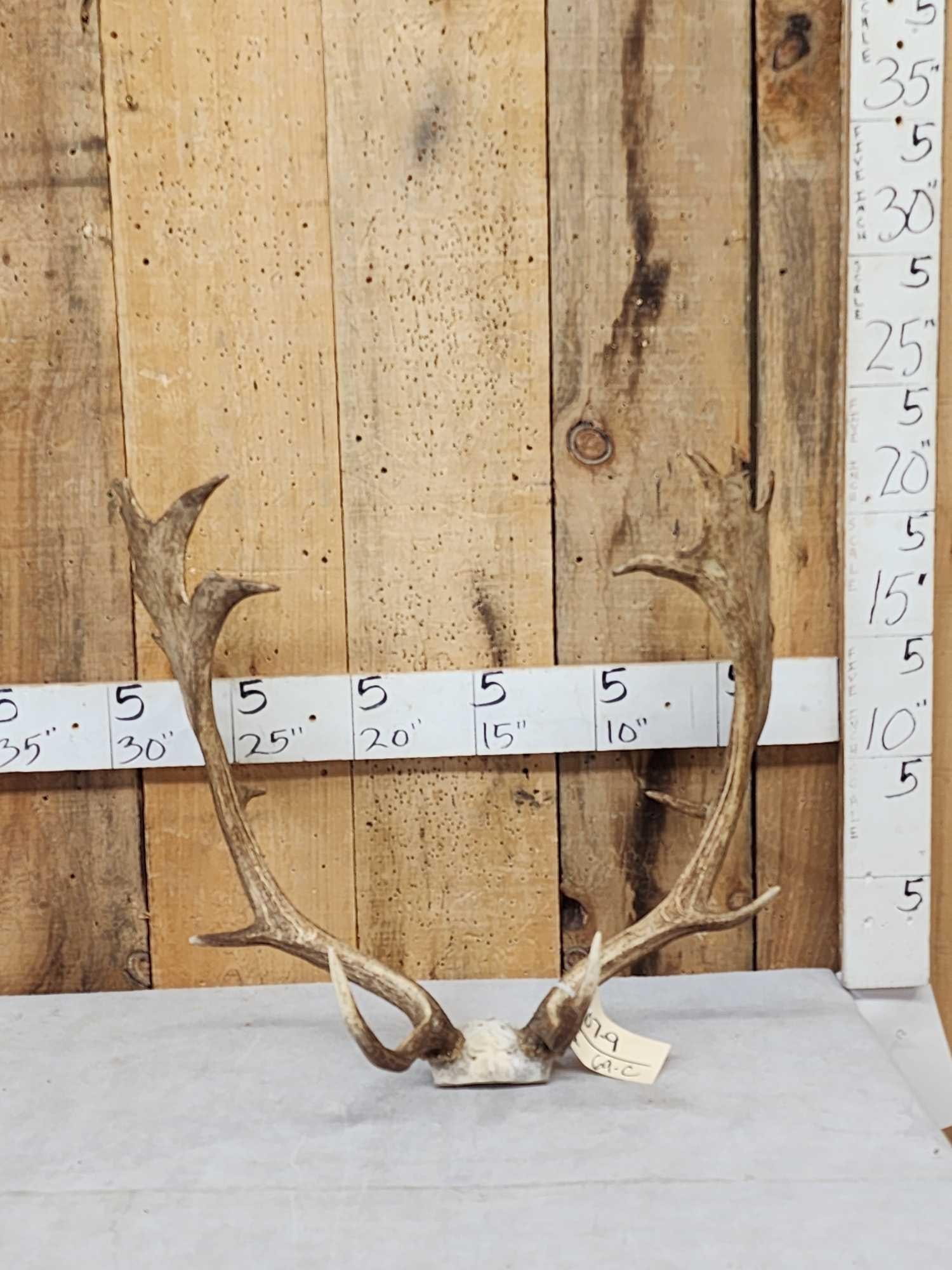 Set Of Fallow Deer Antlers On Skull Plate: 107.9 Big palms long brows great look