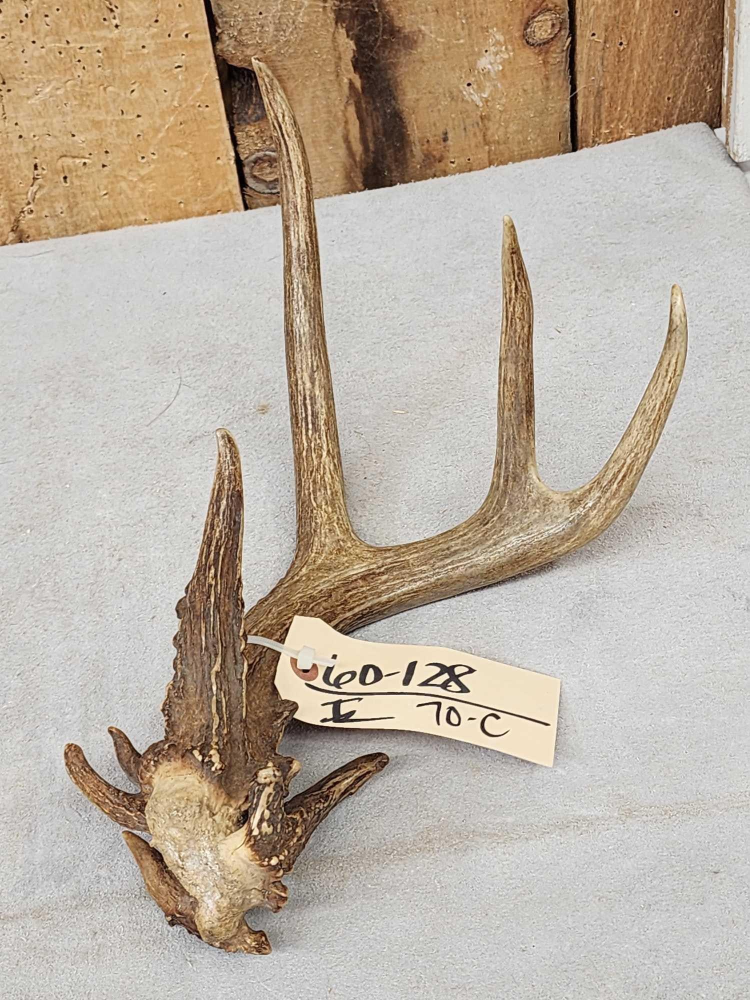 Main Frame 4 Point Wild Whitetail Shed Antler: 60.128 Awesome color on this mini Monster unique piece with stickers all around the pedicle