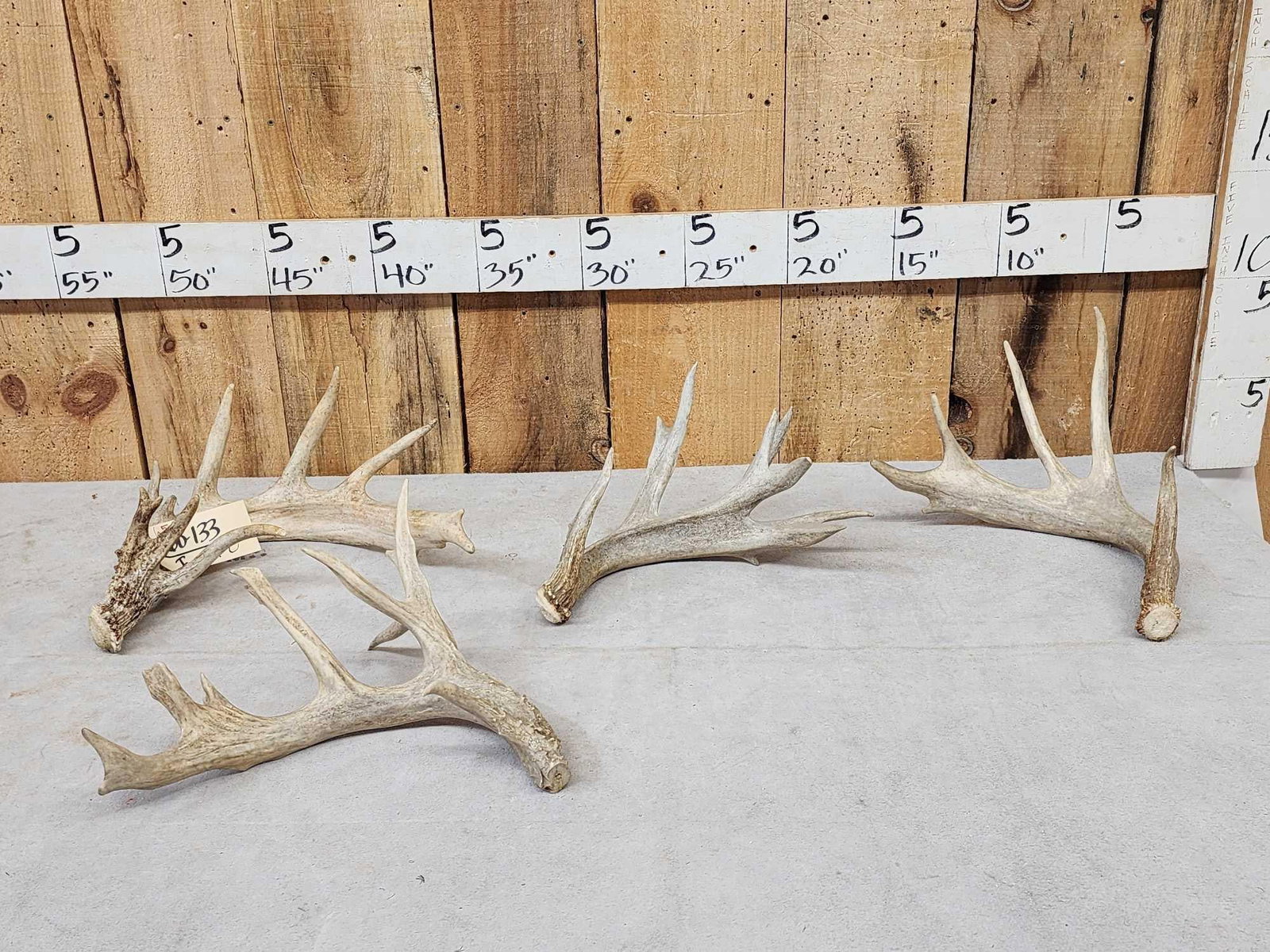 6.5 Lbs Of Whitetail Antlers: 60.133 Great for crafts or decor 3 sh3ds 1 cut