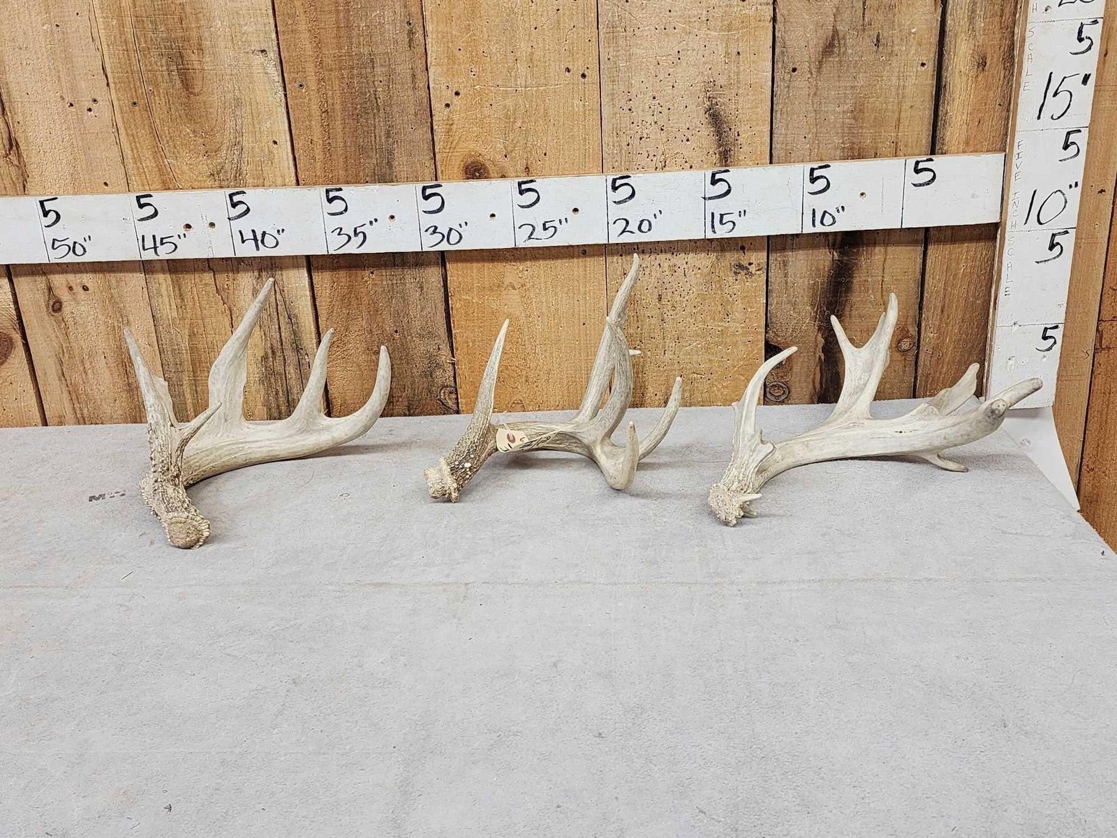 Group Of 3 Whitetail Shed Antlers: 60.141 All collector sheds 6.4 Lbs