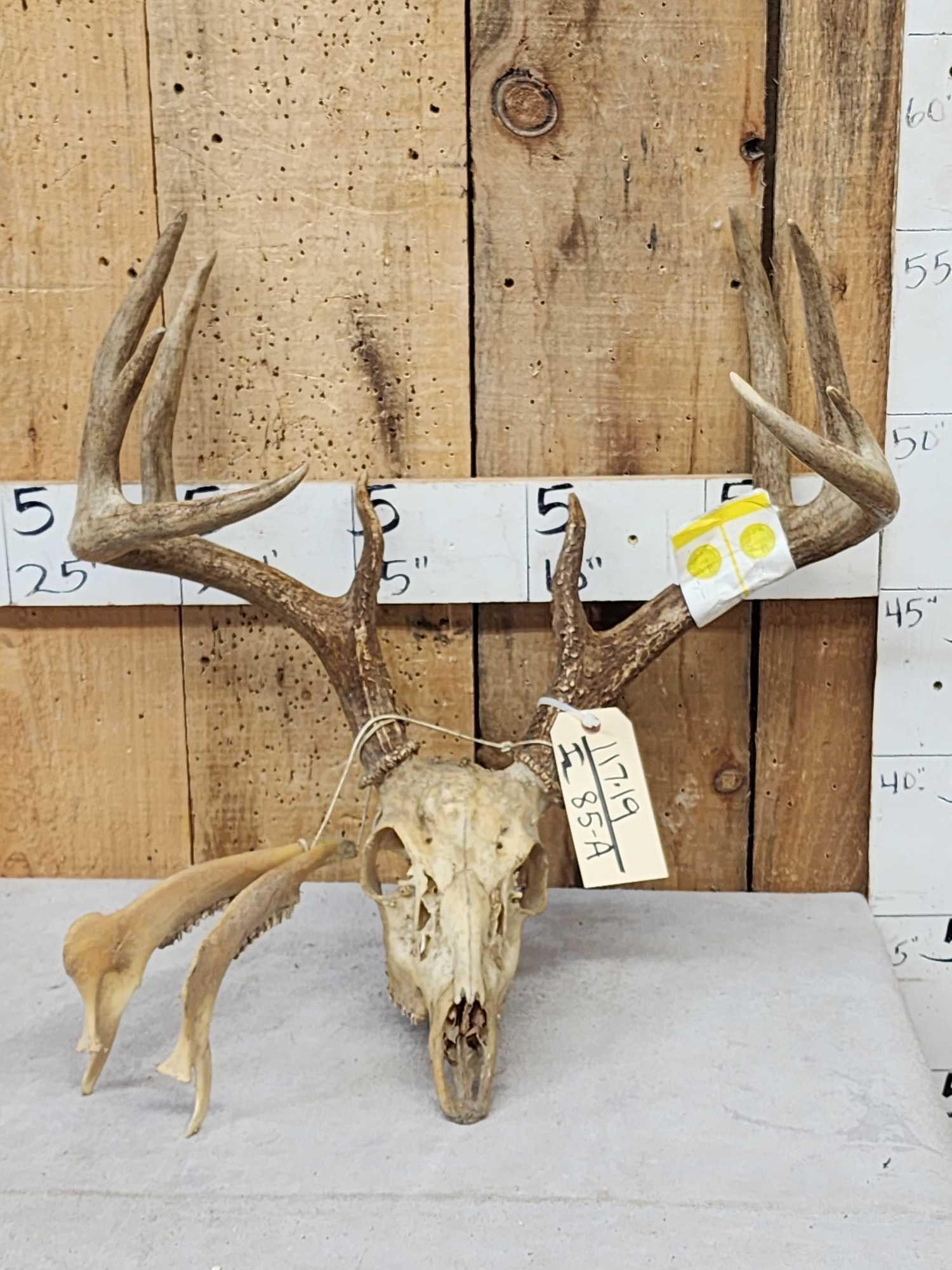 Wild Iowa 5x5 Whitetail Antlers On Skull (1 of 3)