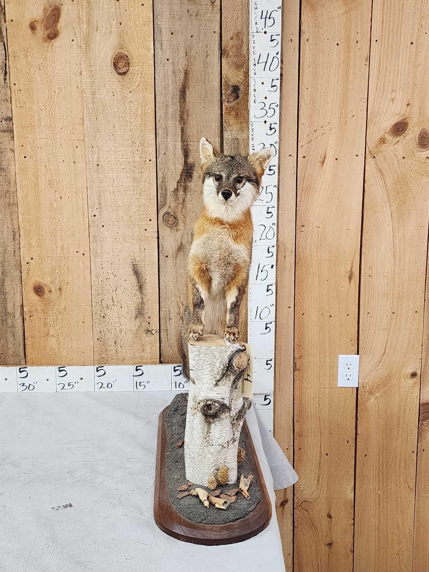 Grey Fox Full Body Taxidermy Mount (1 of 4)