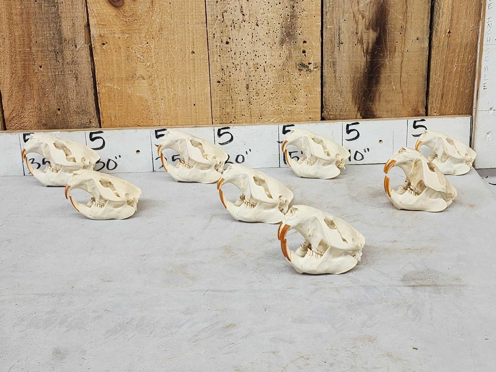 8 Beaver Skulls Taxidermy (1 of 9)