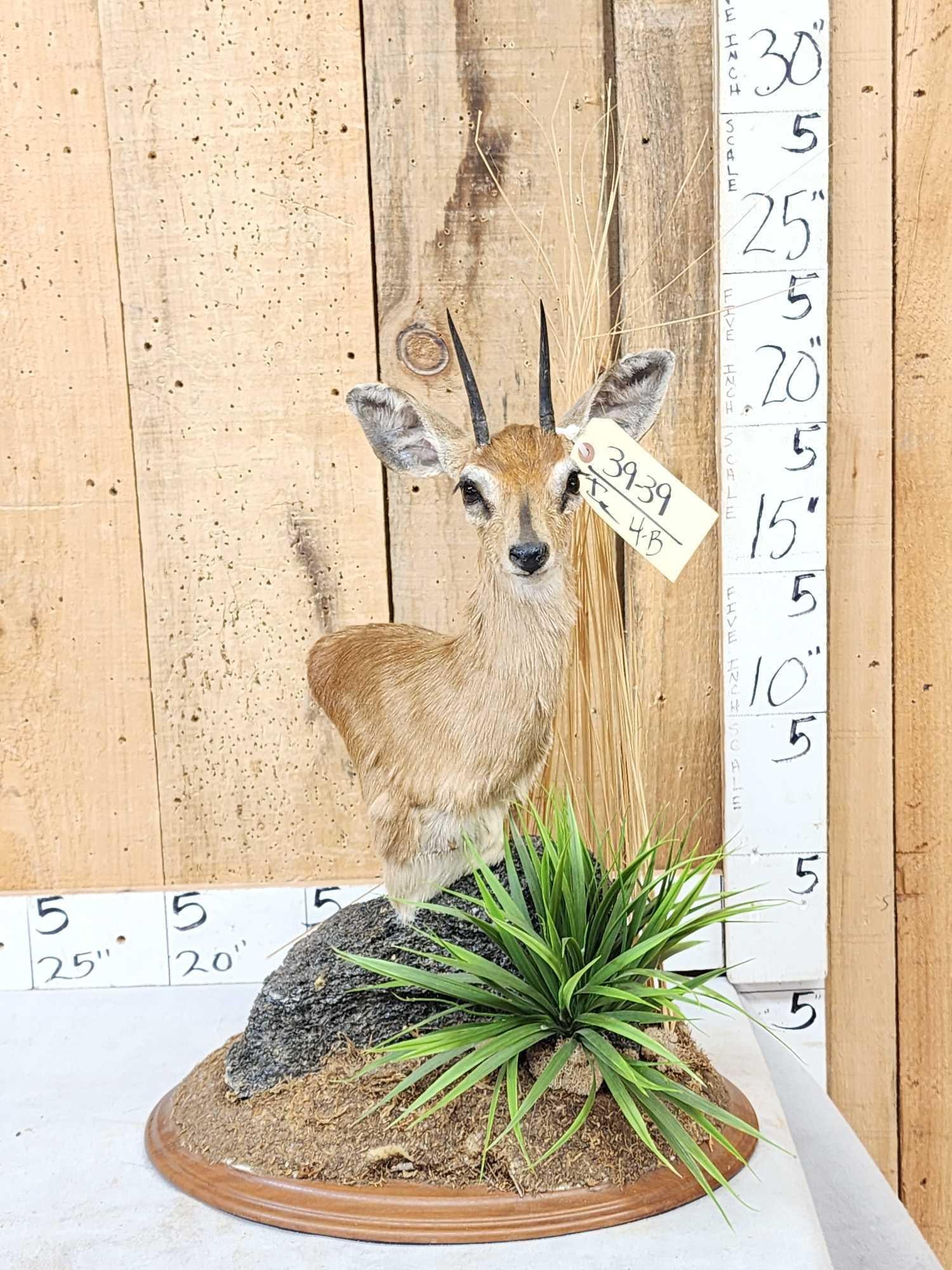 African Steinbok Pedestal Taxidermy Mount: 39.39 Awesome look on habitat base