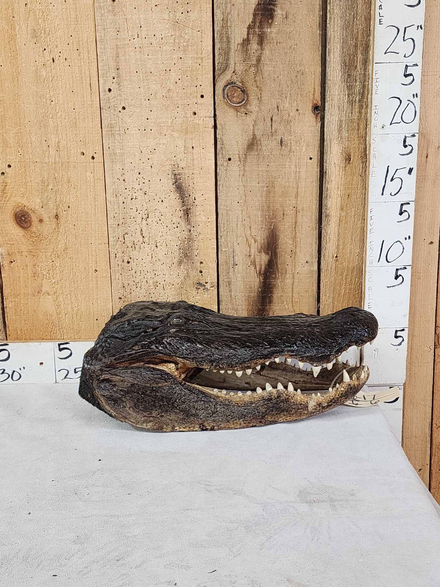 XL Alligator Head Taxidermy: 6.17 Great look big head !