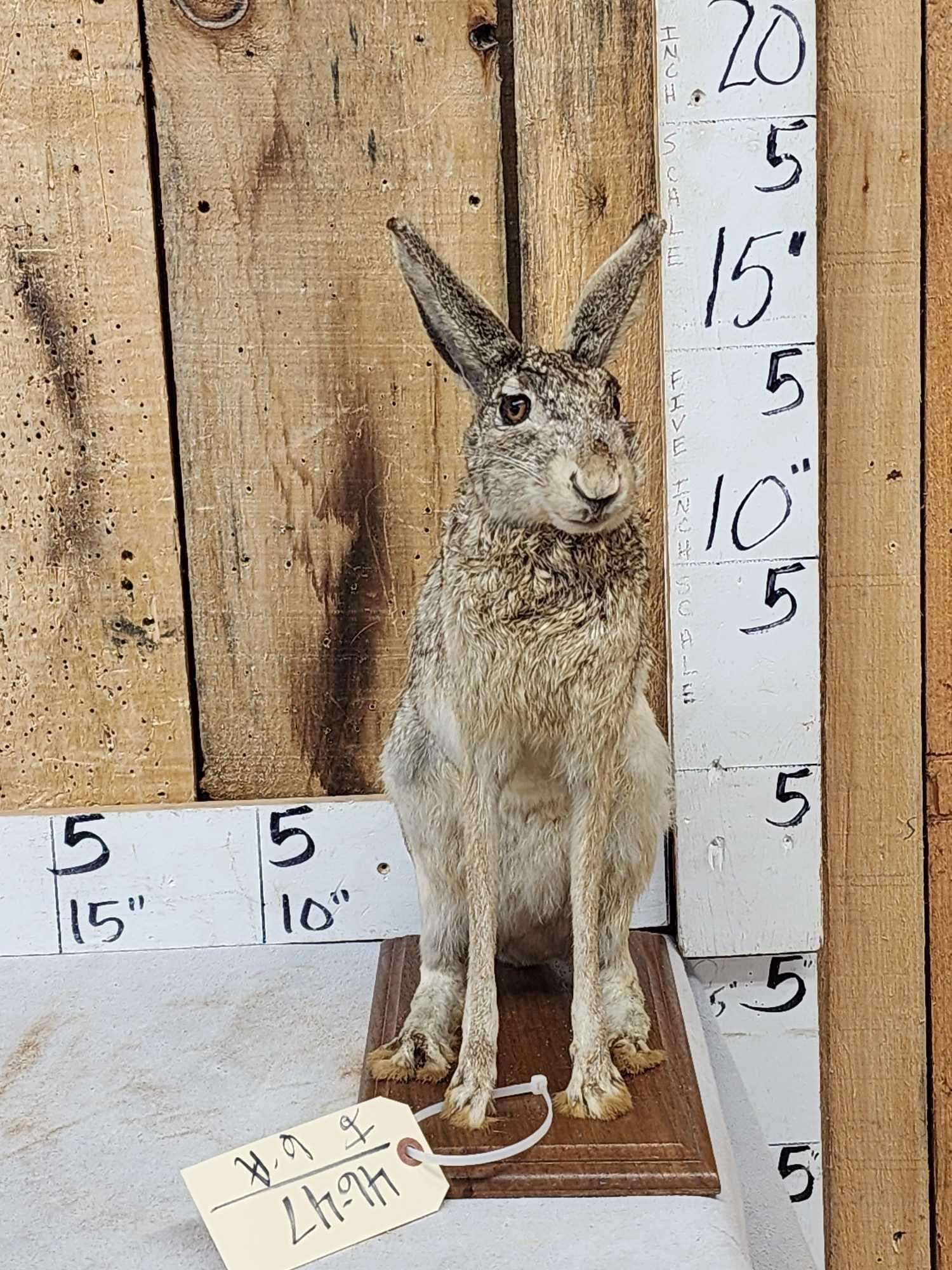 Jack Rabbit Full Body Taxidermy Mount (1 of 5)