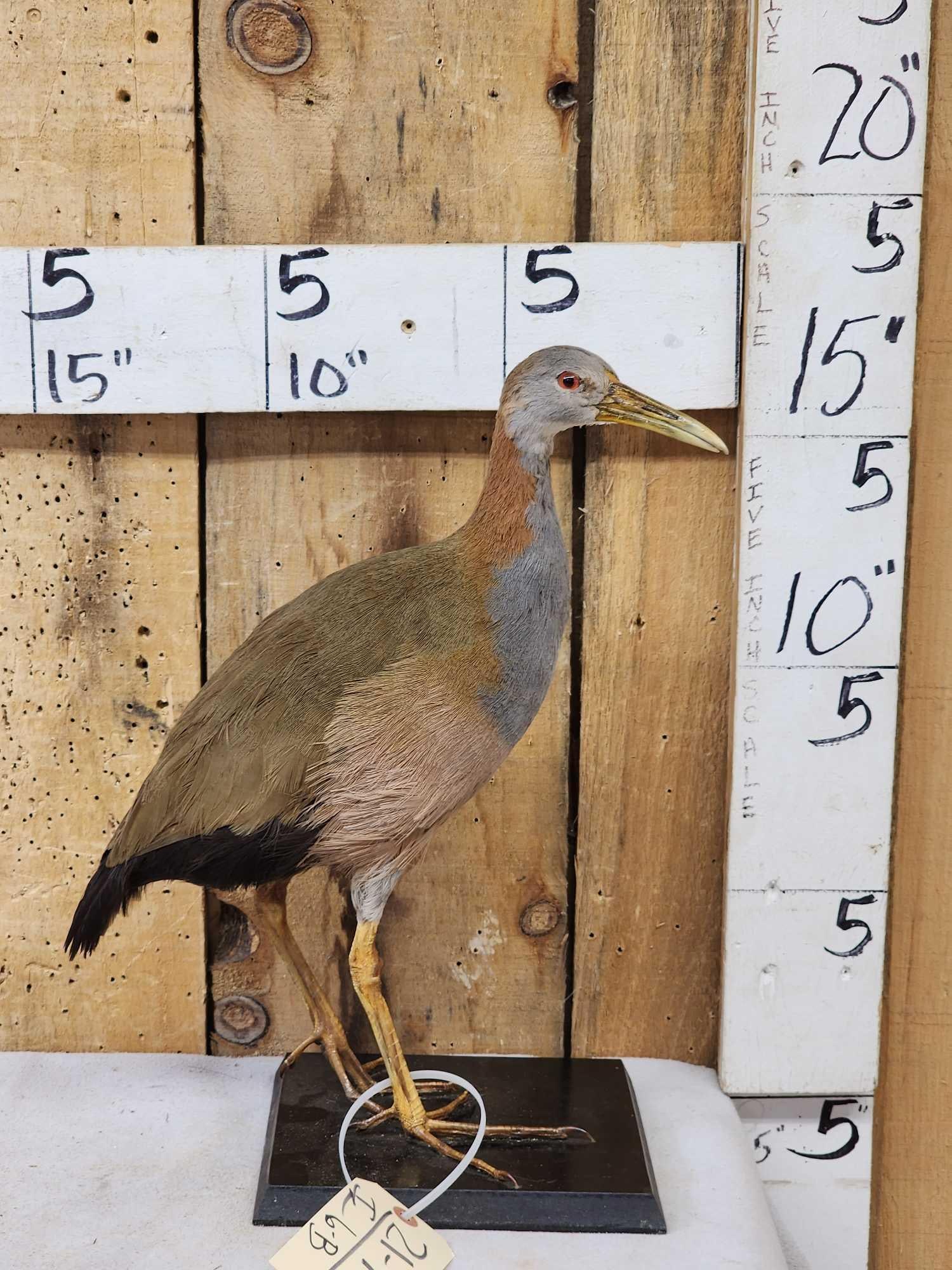 Giant Wood Rail Full Body Bird Taxidermy: 21.7 Nicely done mount good colors South America