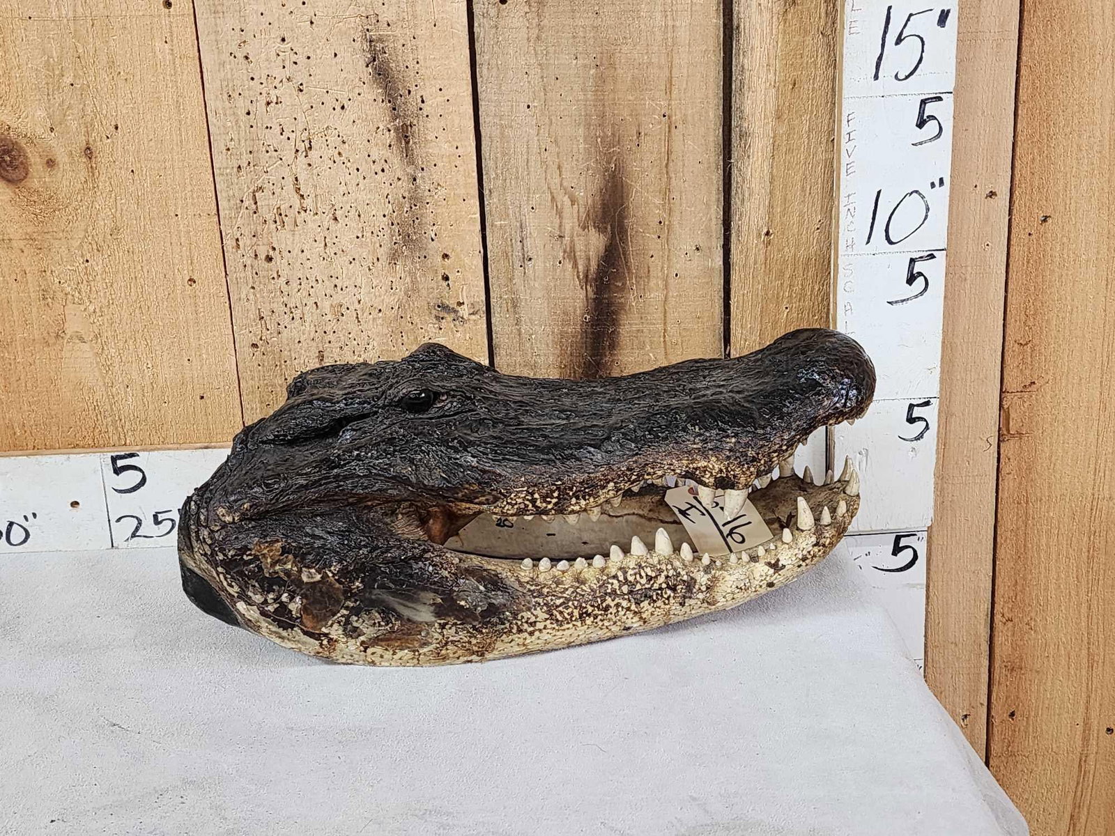 XL Alligator Head Taxidermy: 6.16 Big head good teeth great look