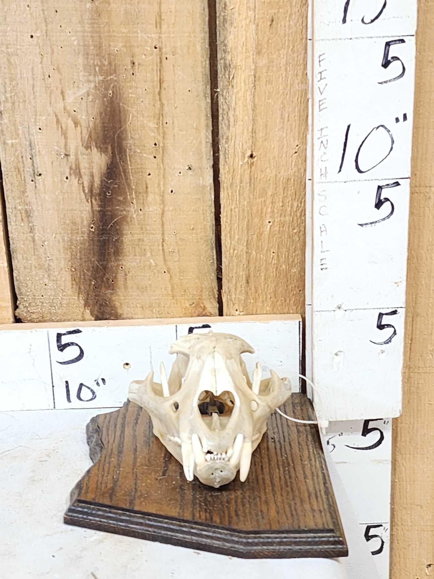 Big Mountain Lion Cougar Skull Taxidermy (1 of 6)