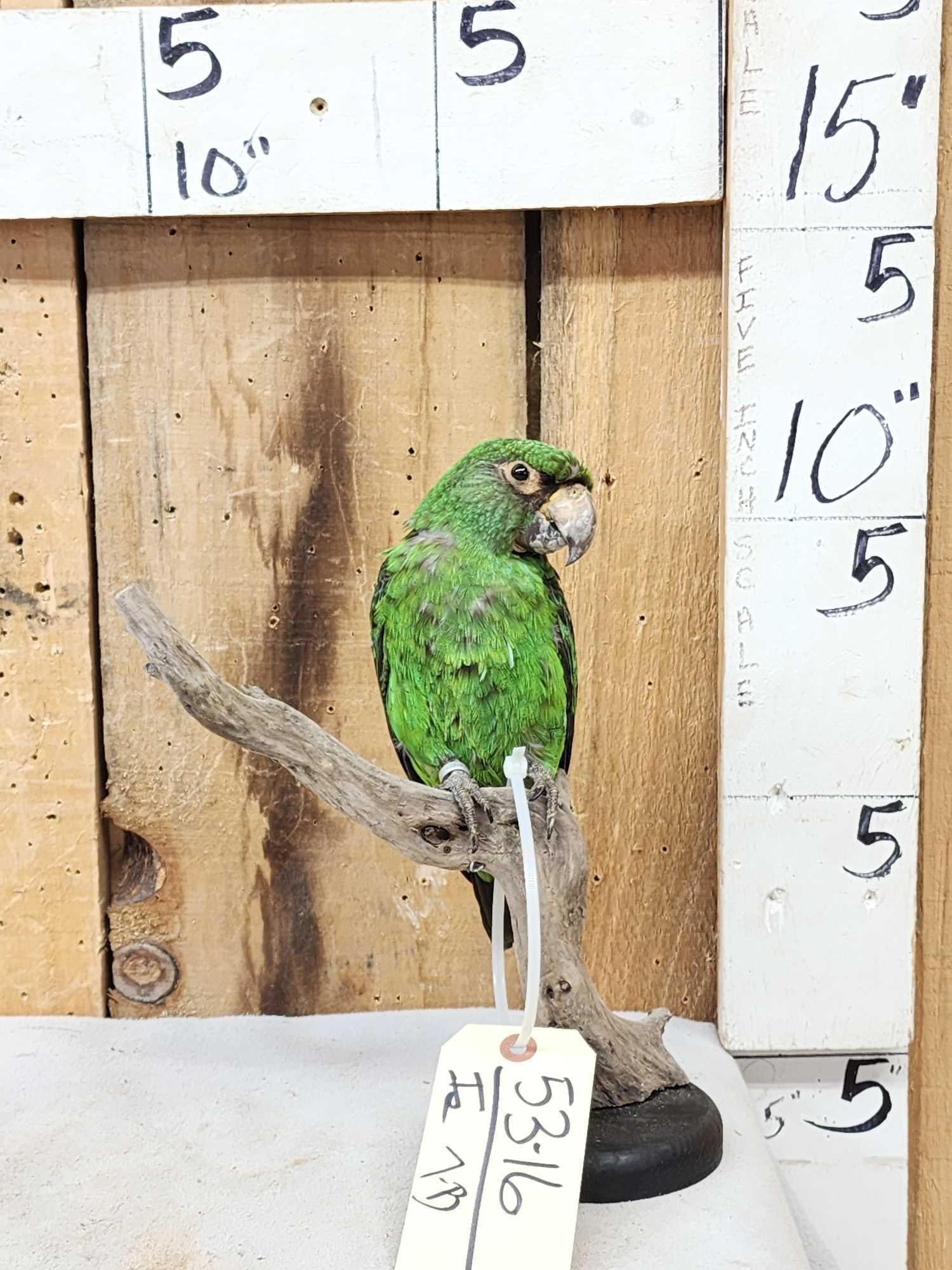 Red Fronted Or Jardine's Parrot Full Body Bird Taxidermy: 53.16 Nicely done mount hard to find