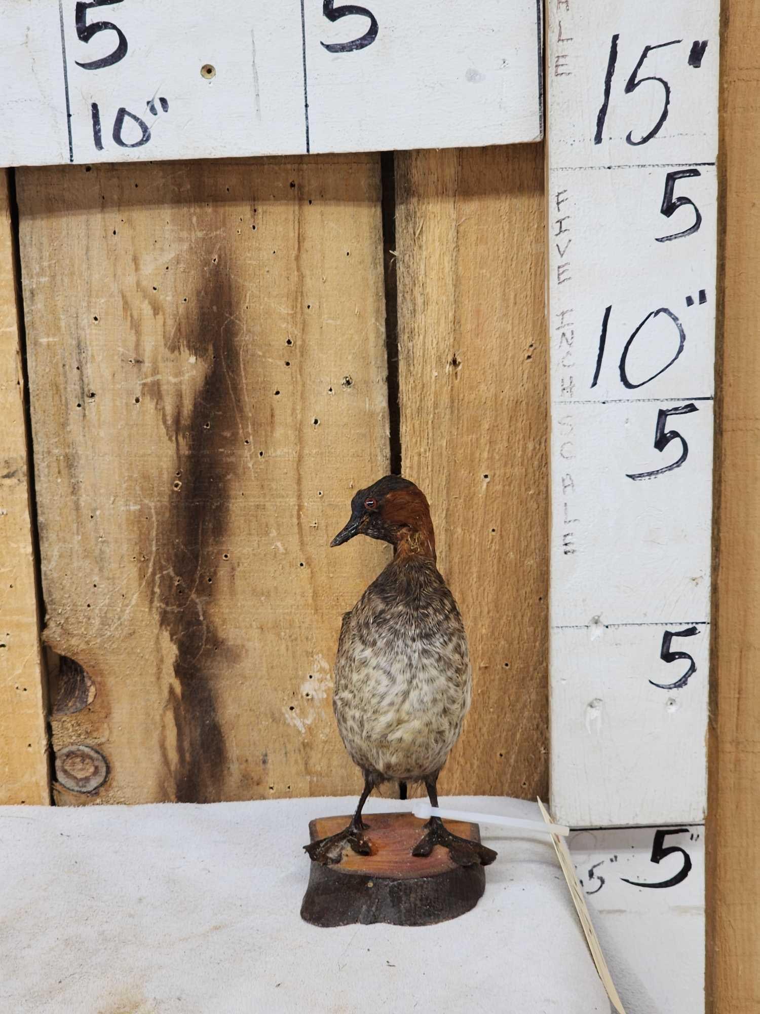 Little Grebe Full Body Bird Taxidermy: 21.5 Hard mount to find Asia Africa