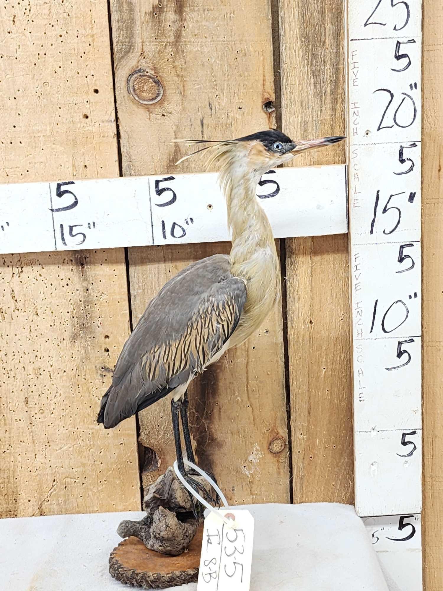 Whistling Heron Full Body Bird Taxidermy: 53.5 Hard mount to find South America