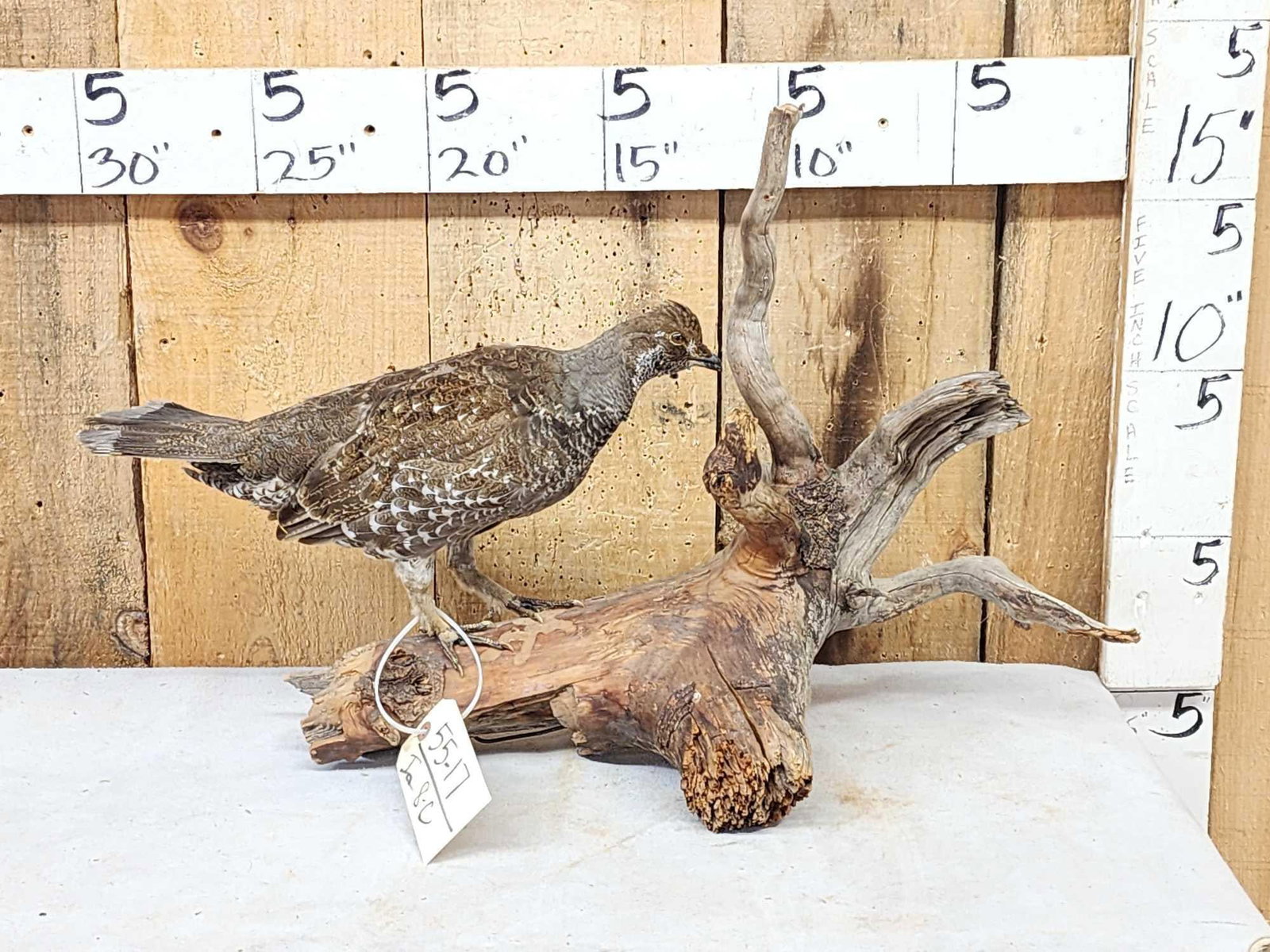 Blue Grouse Full Body Bird Taxidermy: 55.17 Nicely done mount