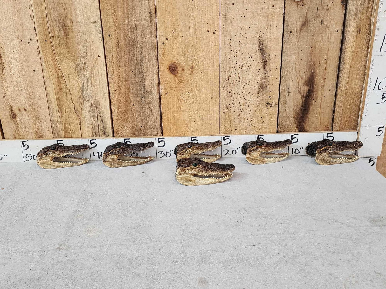 6 Alligator Heads Taxidermy: 6.28 All brand new great for gifts or decor