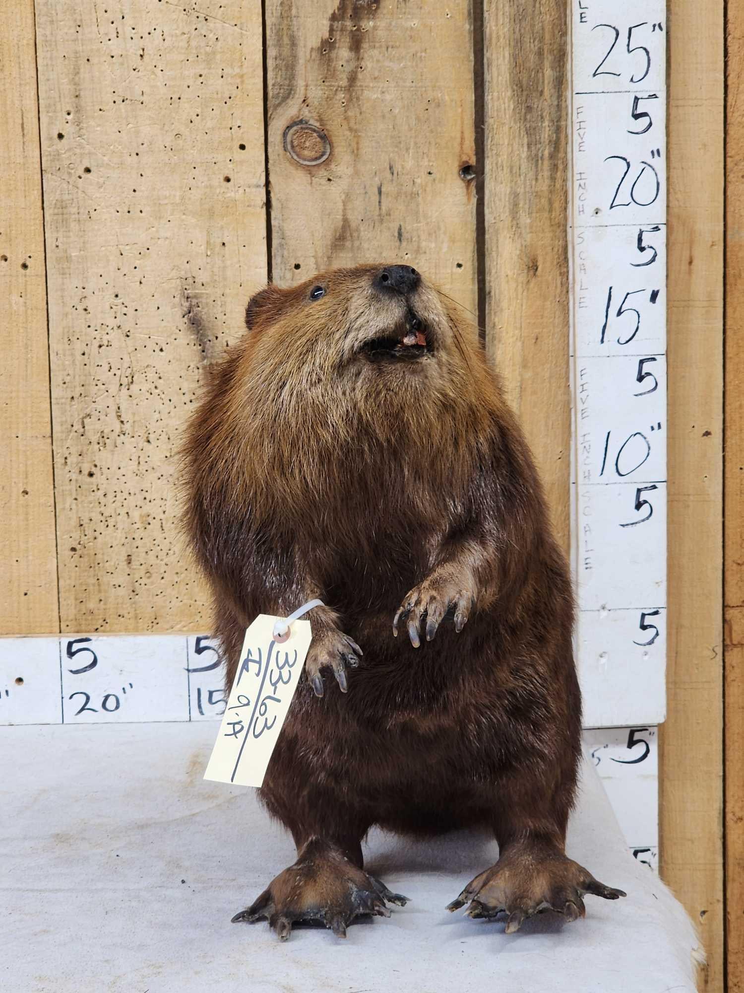 Big Beaver Full Body Taxidermy Mount (1 of 8)