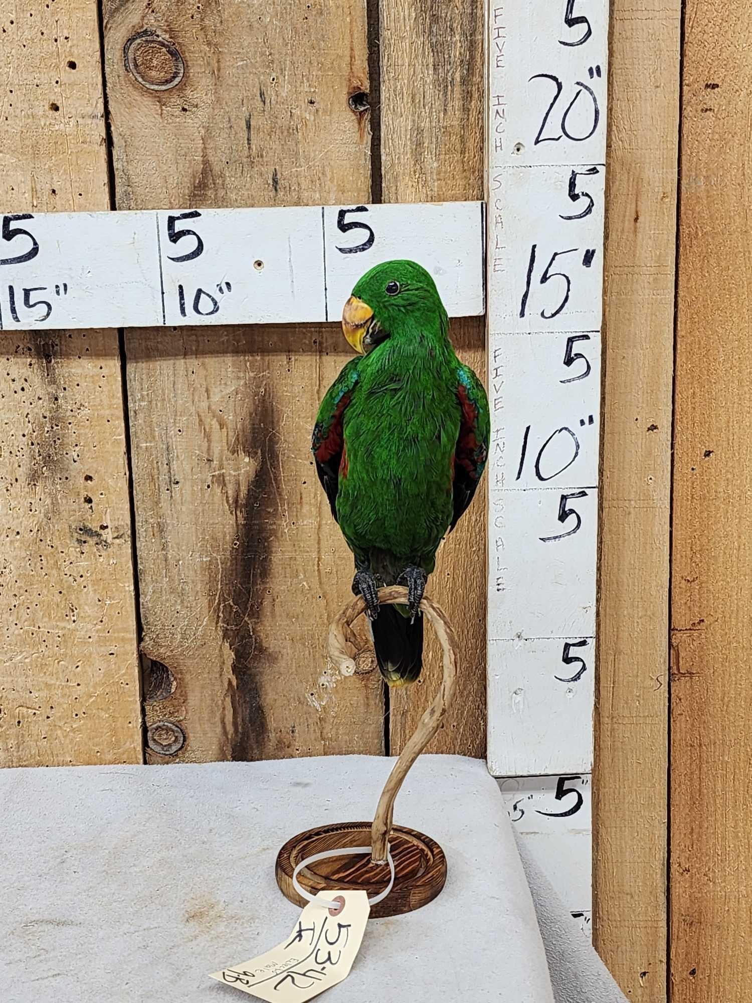 Eclectus Parrot Full Body Bird Taxidermy (1 of 6)