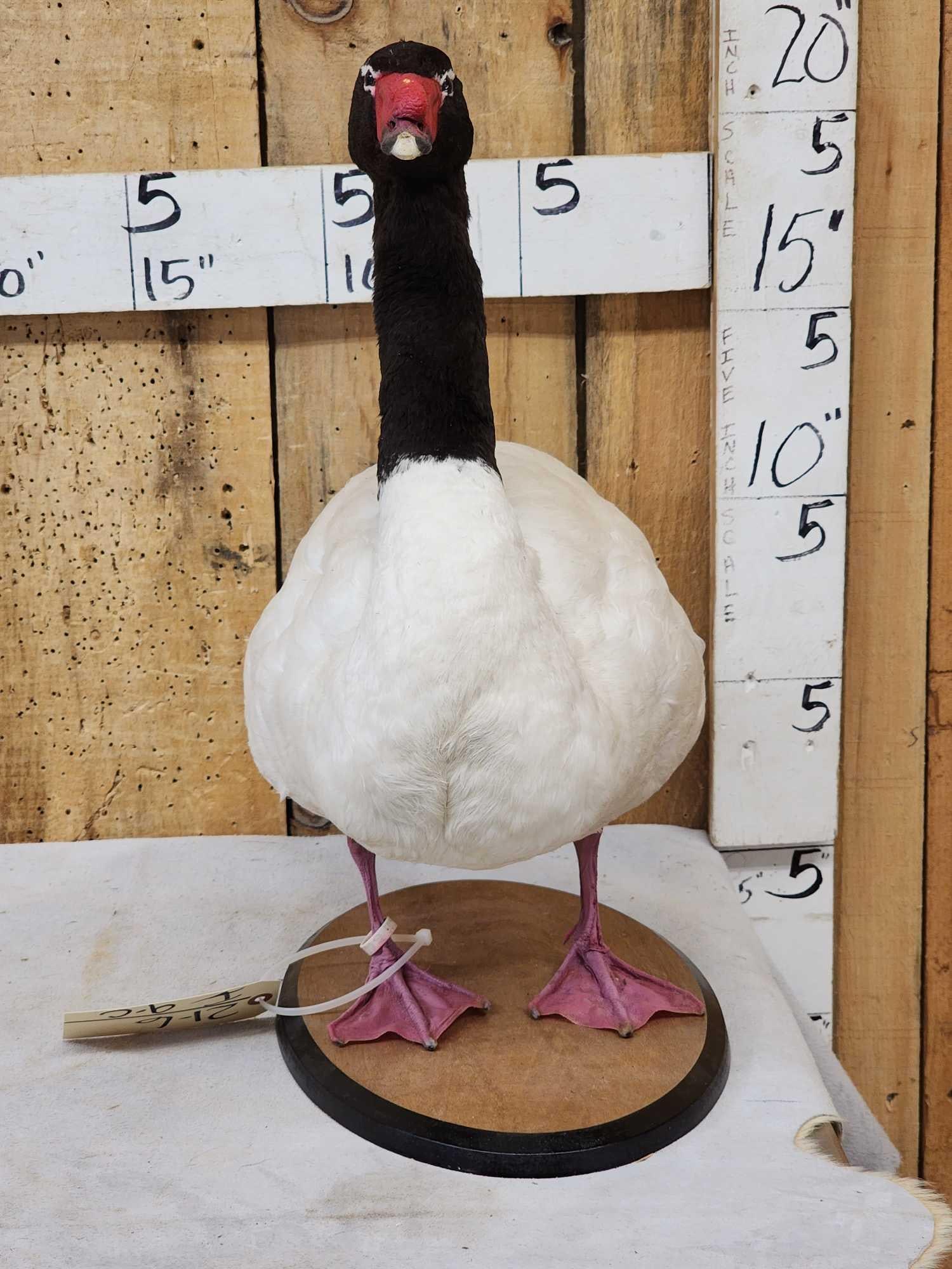 Black Necked Swan Full Body Bird Taxidermy: 21.6 Nicely done mount South America