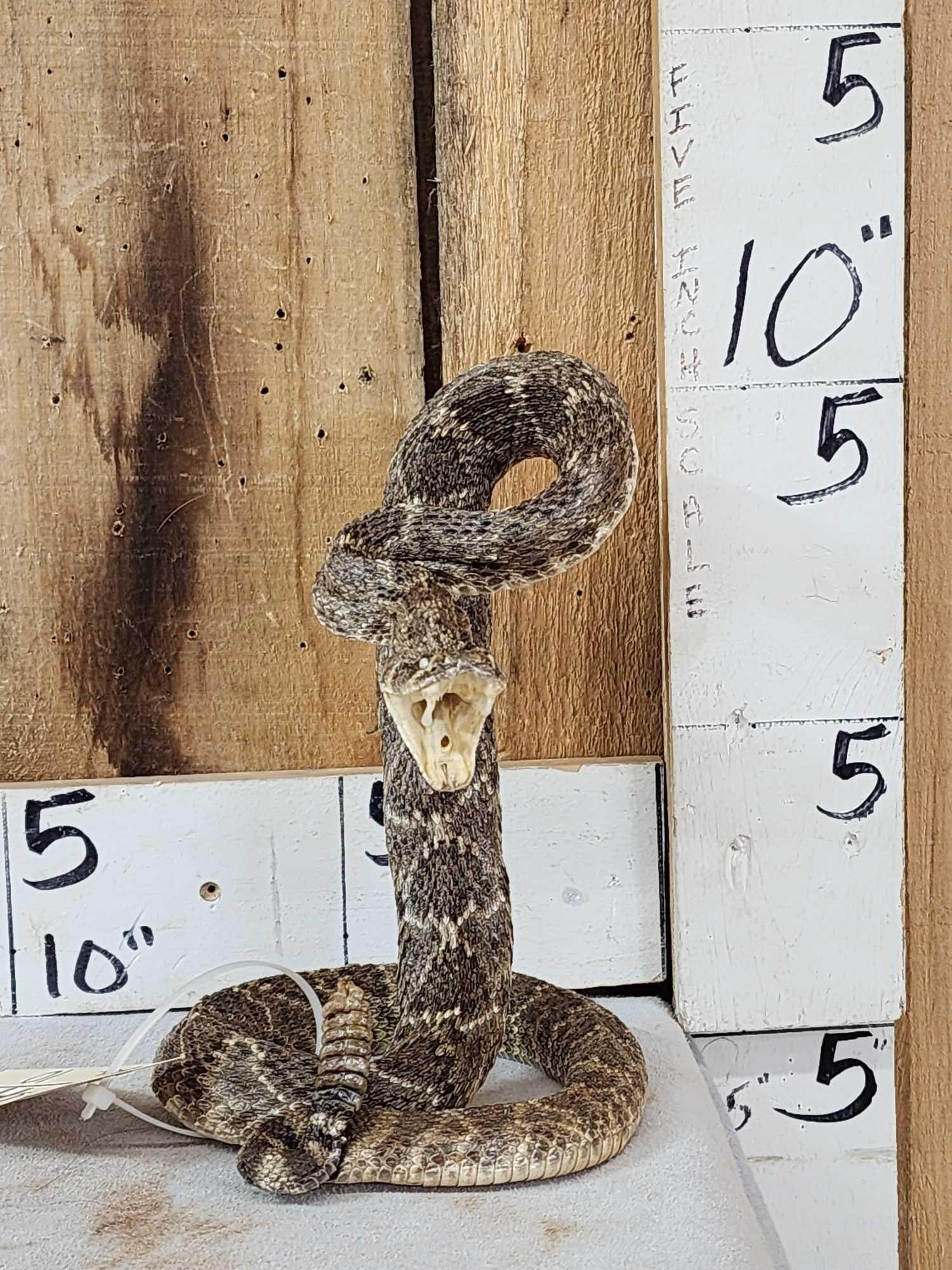 Diamondback Rattlesnake Full Body Taxidermy: 6.49 New mount striking pose great look