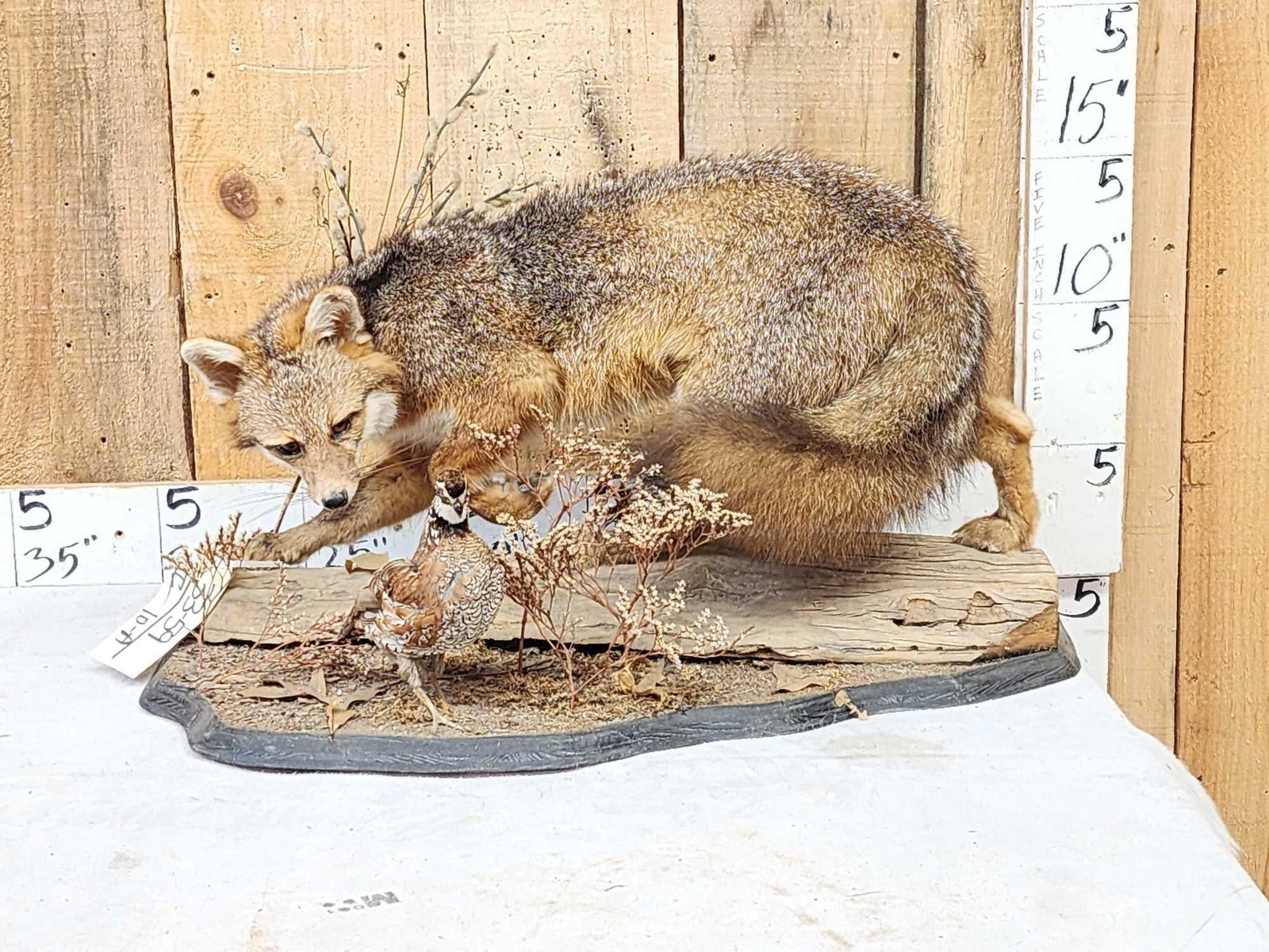 Grey Fox Huntinf A Quail Full Body Taxidermy Mount: 33.59 Nice mount thick prime fur on habitat base