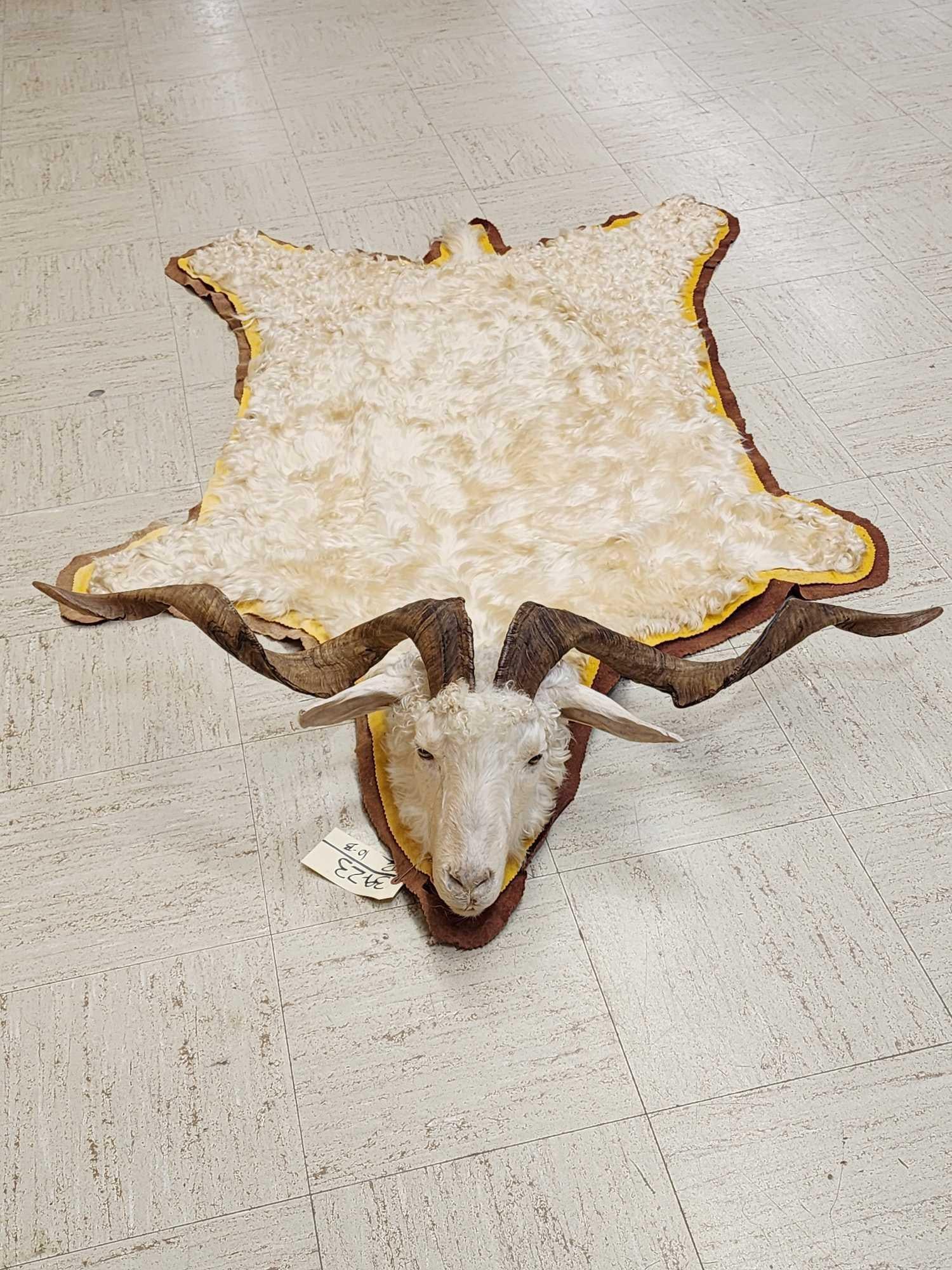 Unique Angora Goat Rug Taxidermy: 39.23 Unusual piece with mounted head with big over 40" horns awesome curly hair great colors double felt edges overall about 68" long x 42" wide