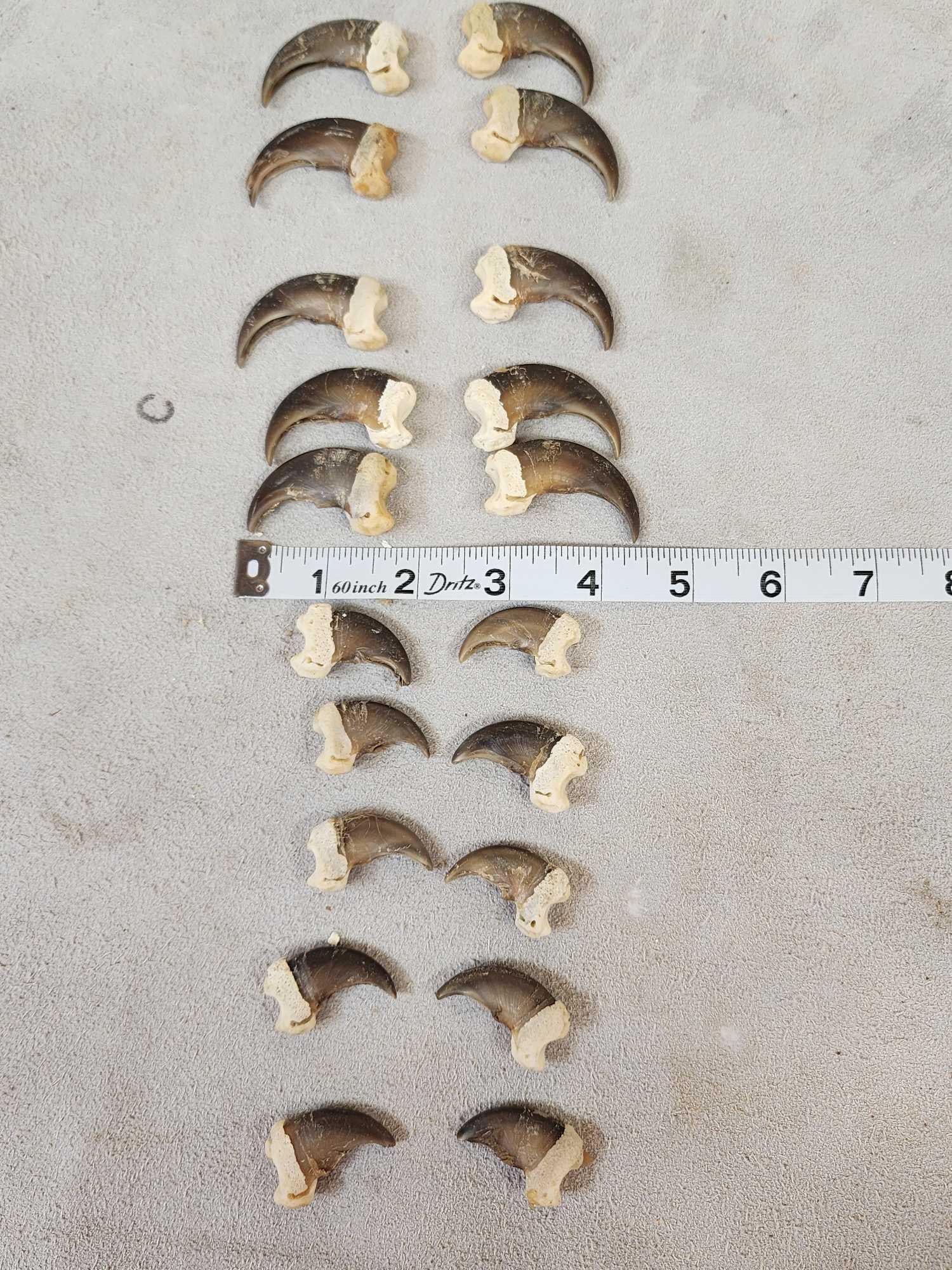 Set Of 20 Black Bear Claws Taxidermy: 39.2 Complete set front back great for crafts or jewelry