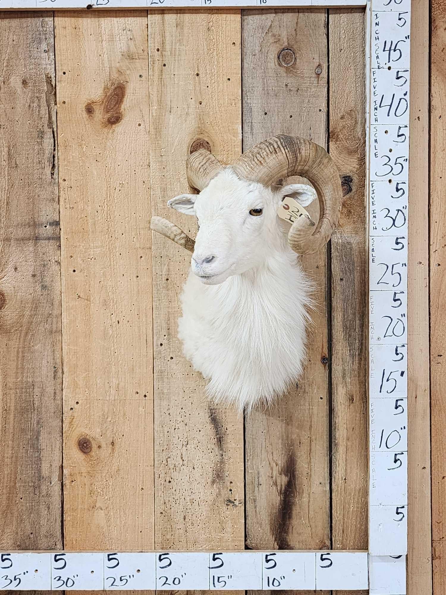 Texas Dall Ram Sheep Shoulder Mount Taxidermy (1 of 4)