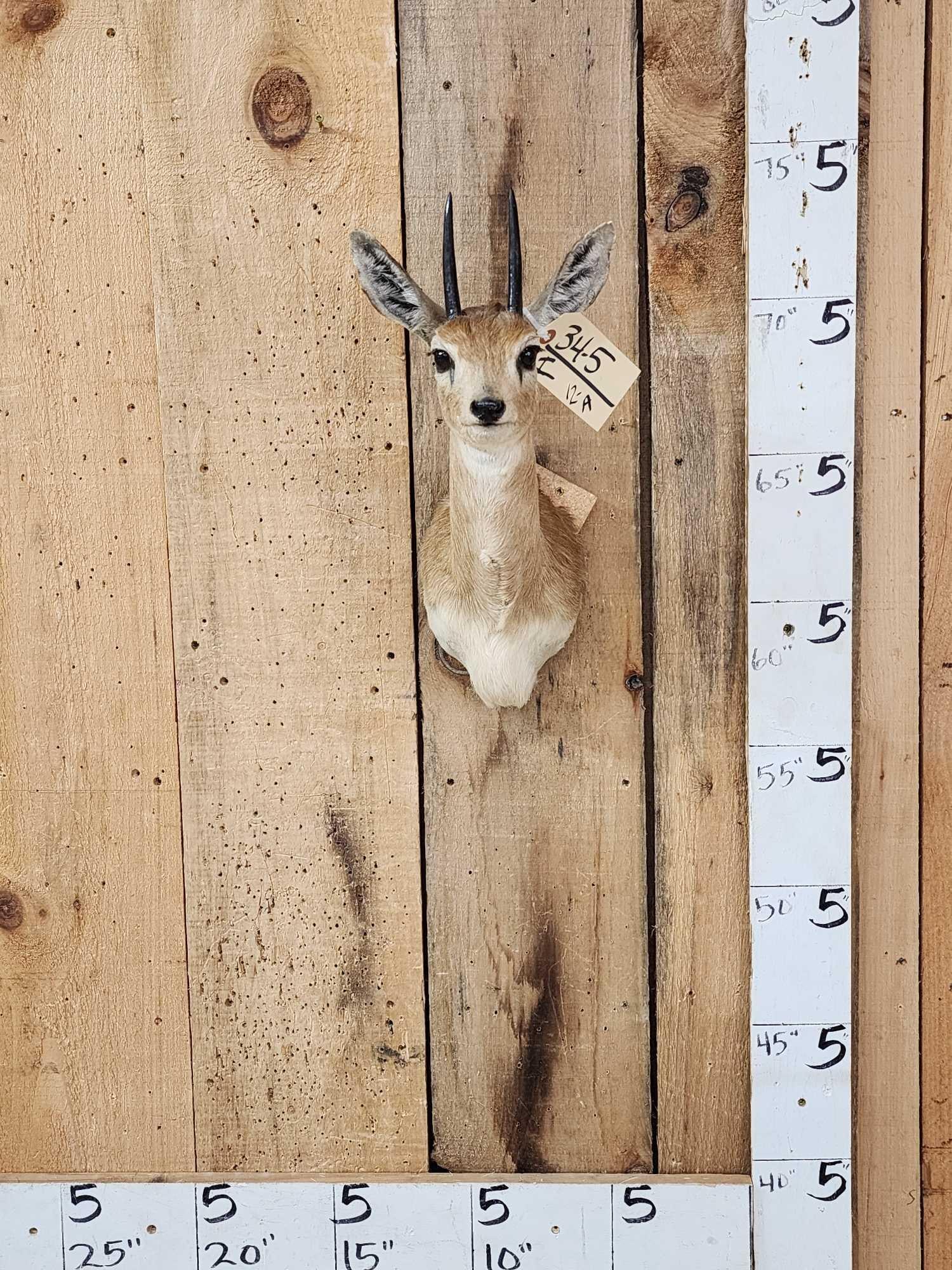 African Duiker Shoulder Mount Taxidermy: 34.5 Nice clean mount great accent piece for smaller spaces