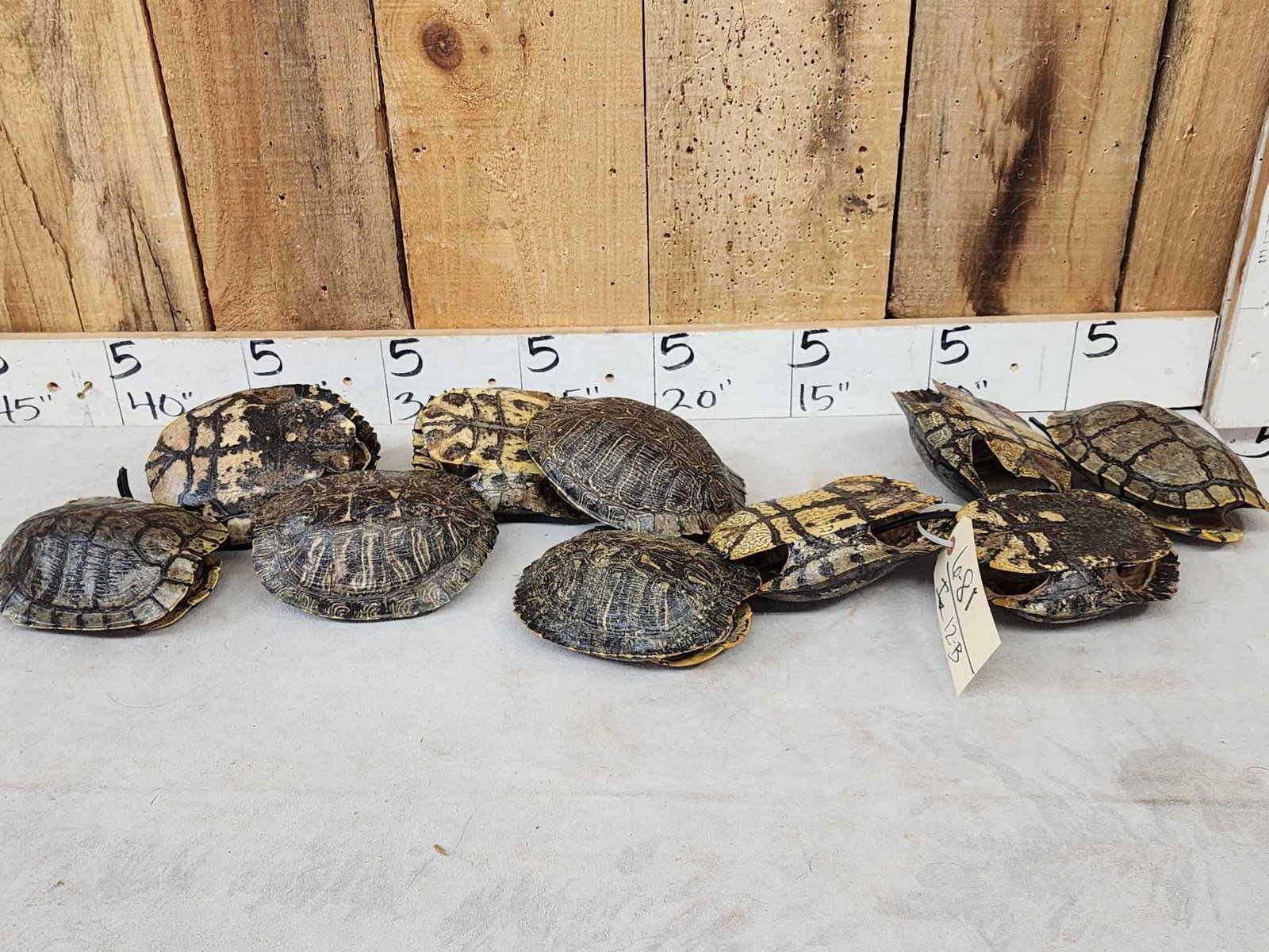10 Red Eared Slider Turtle Shells Taxidermy: 6.81 Cool colors great for crafts or decor
