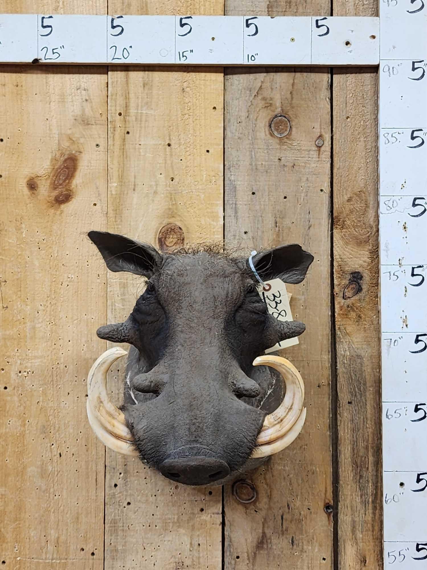 African Warthog Shoulder Mount Taxidermy (1 of 5)