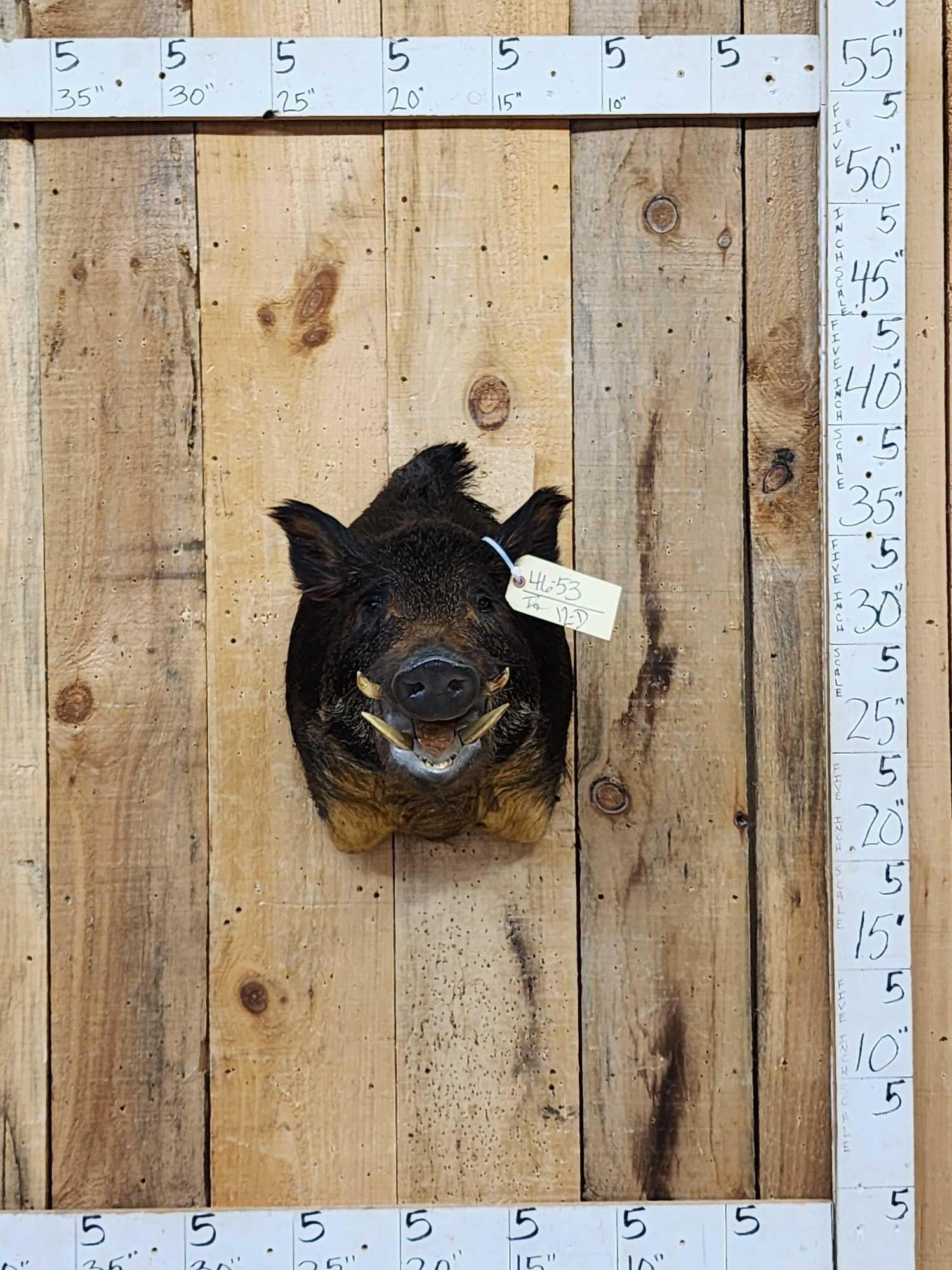 Wild Boar Hog Shoulder Mount Taxidermy: 46.53 Great classic look